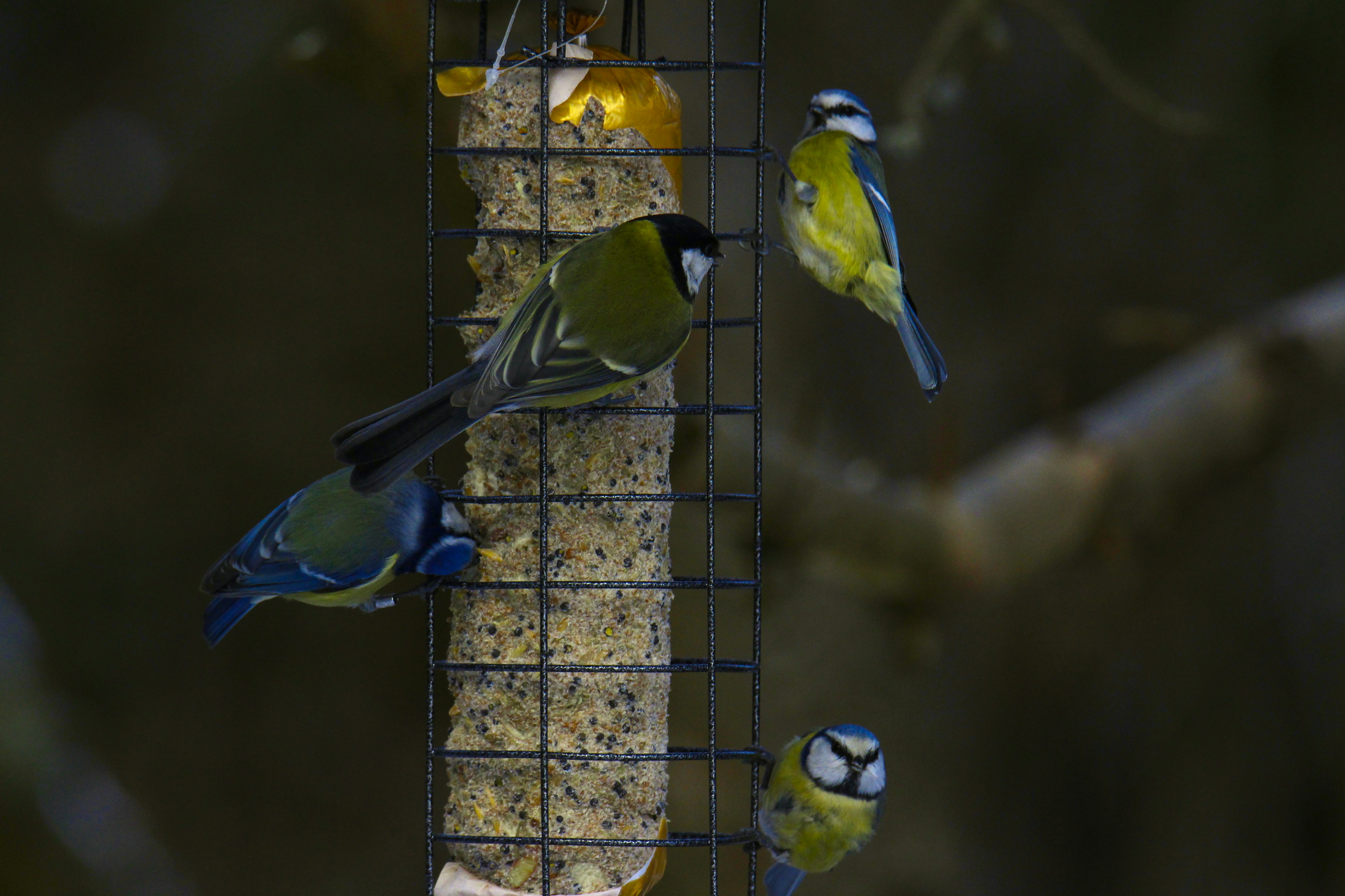 A bunch of birds that are on a bird feeder