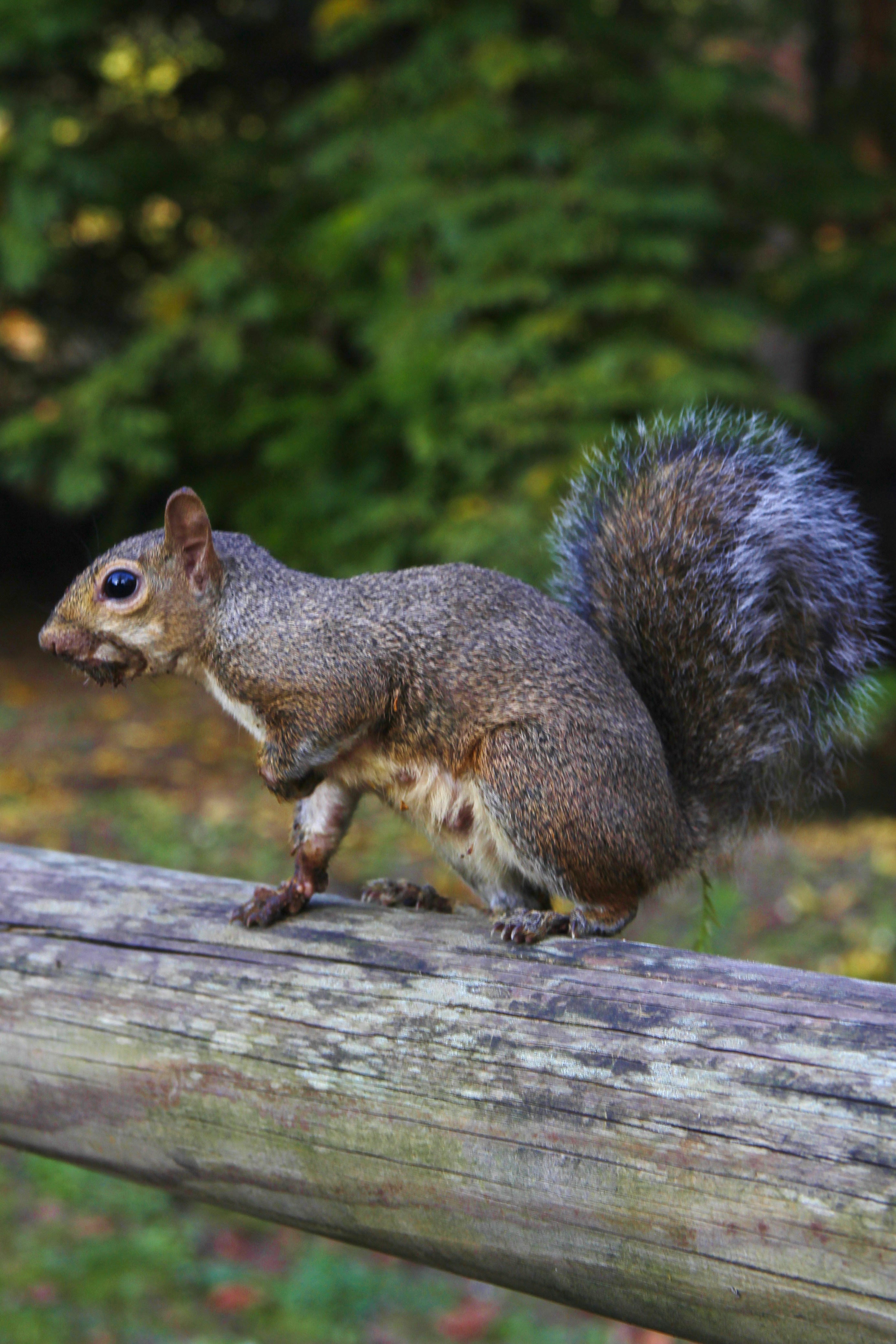 A squirrel is standing on a log in the woods