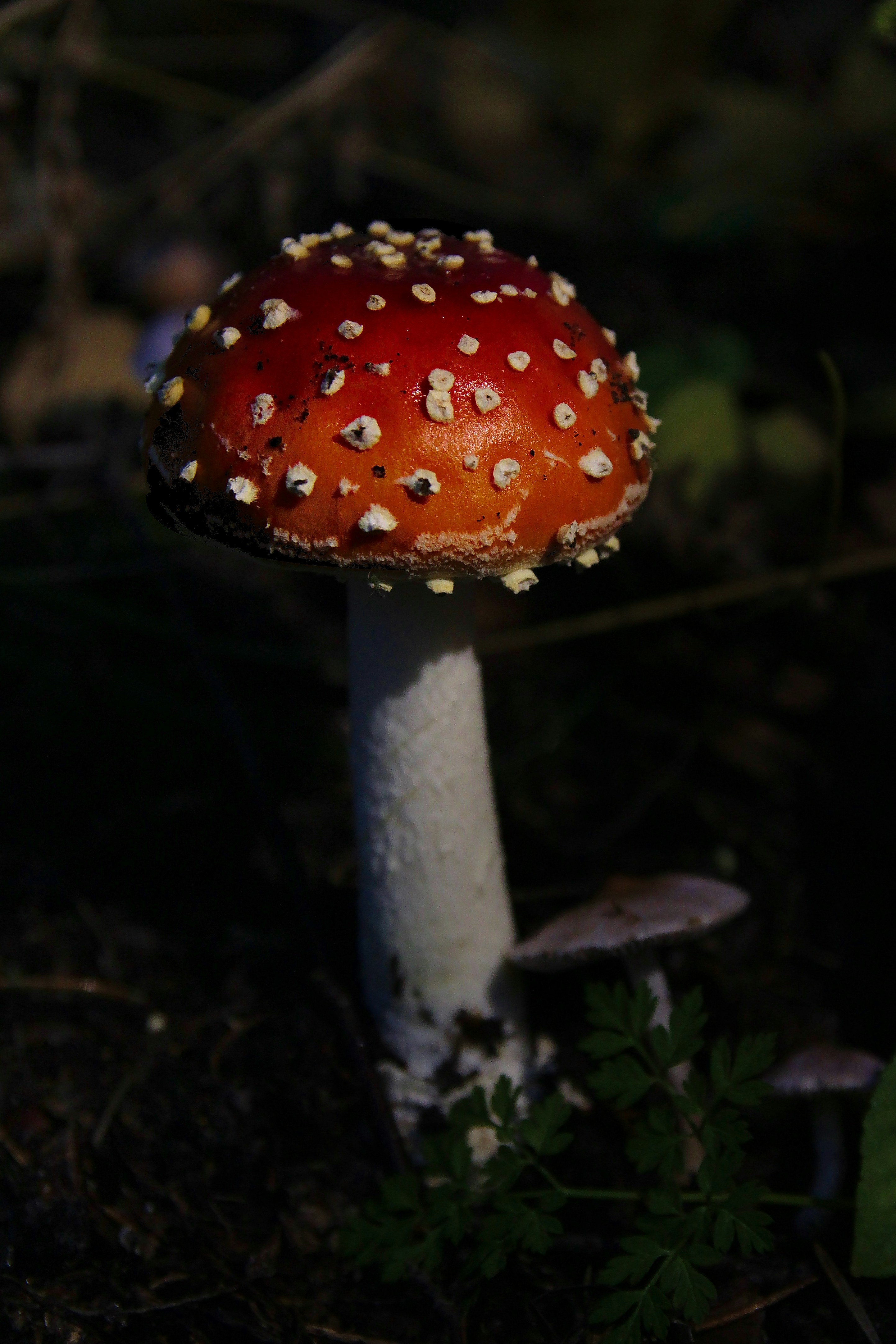 A close up of a mushroom on the ground