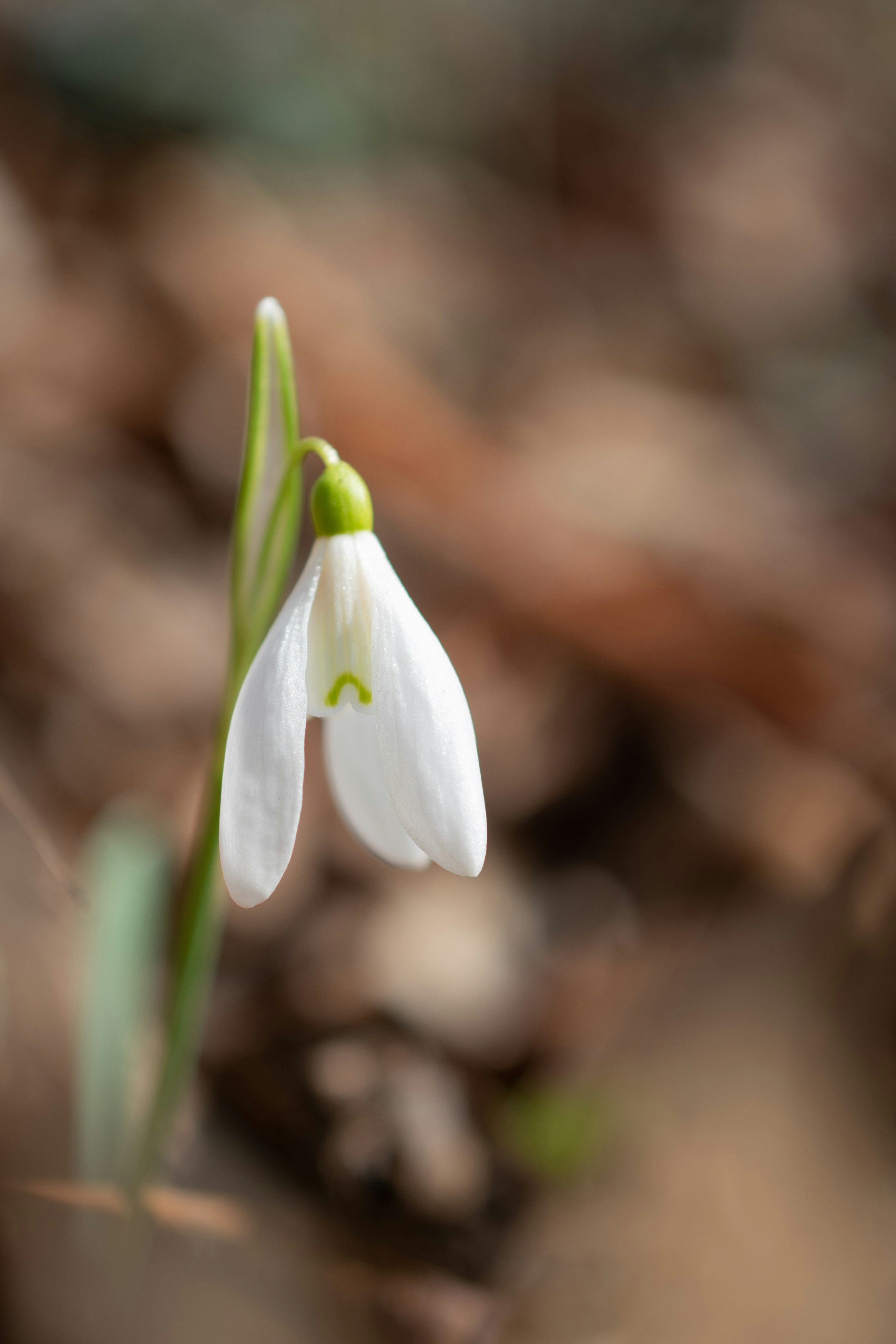 Photo by vjeblackbirdlion