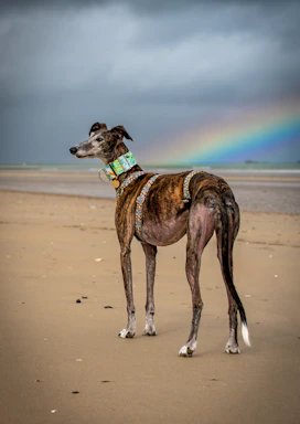 A dog on a beach with a rainbow in the background