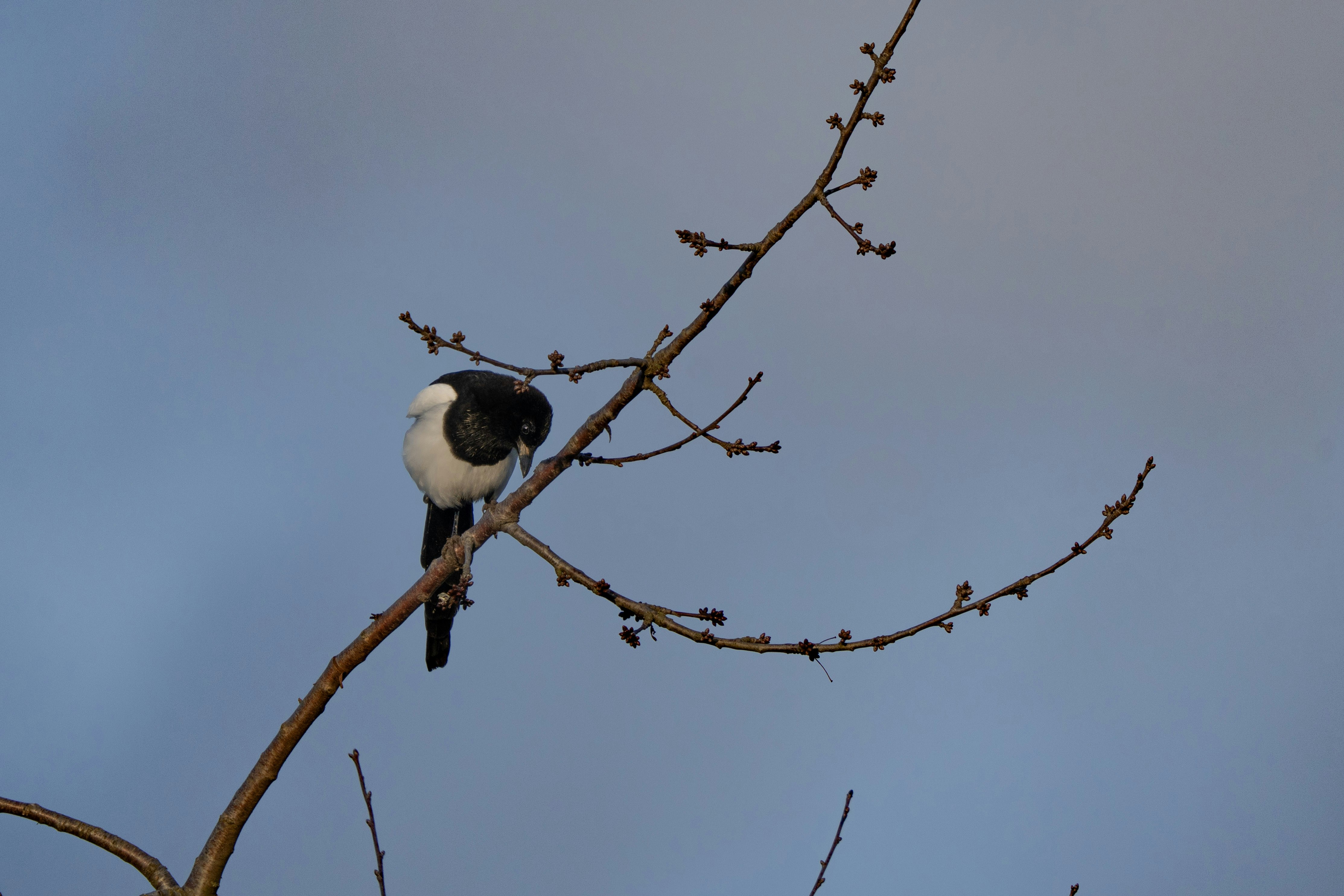 Photo by sorinbasangeac