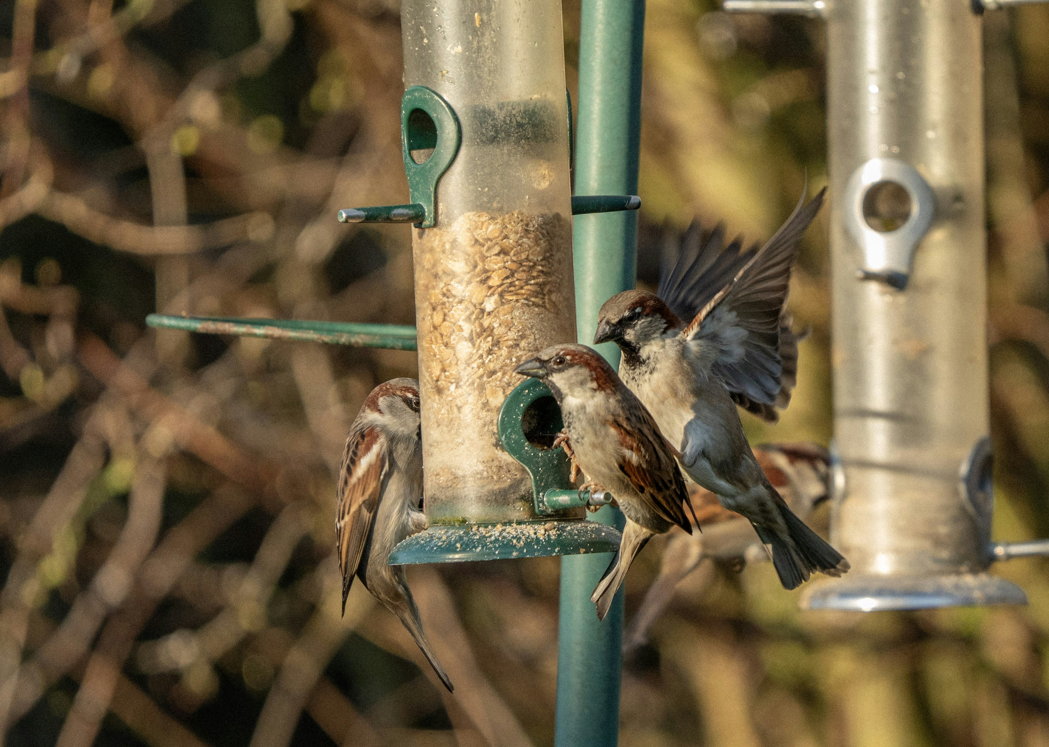 Photo by sorinbasangeac