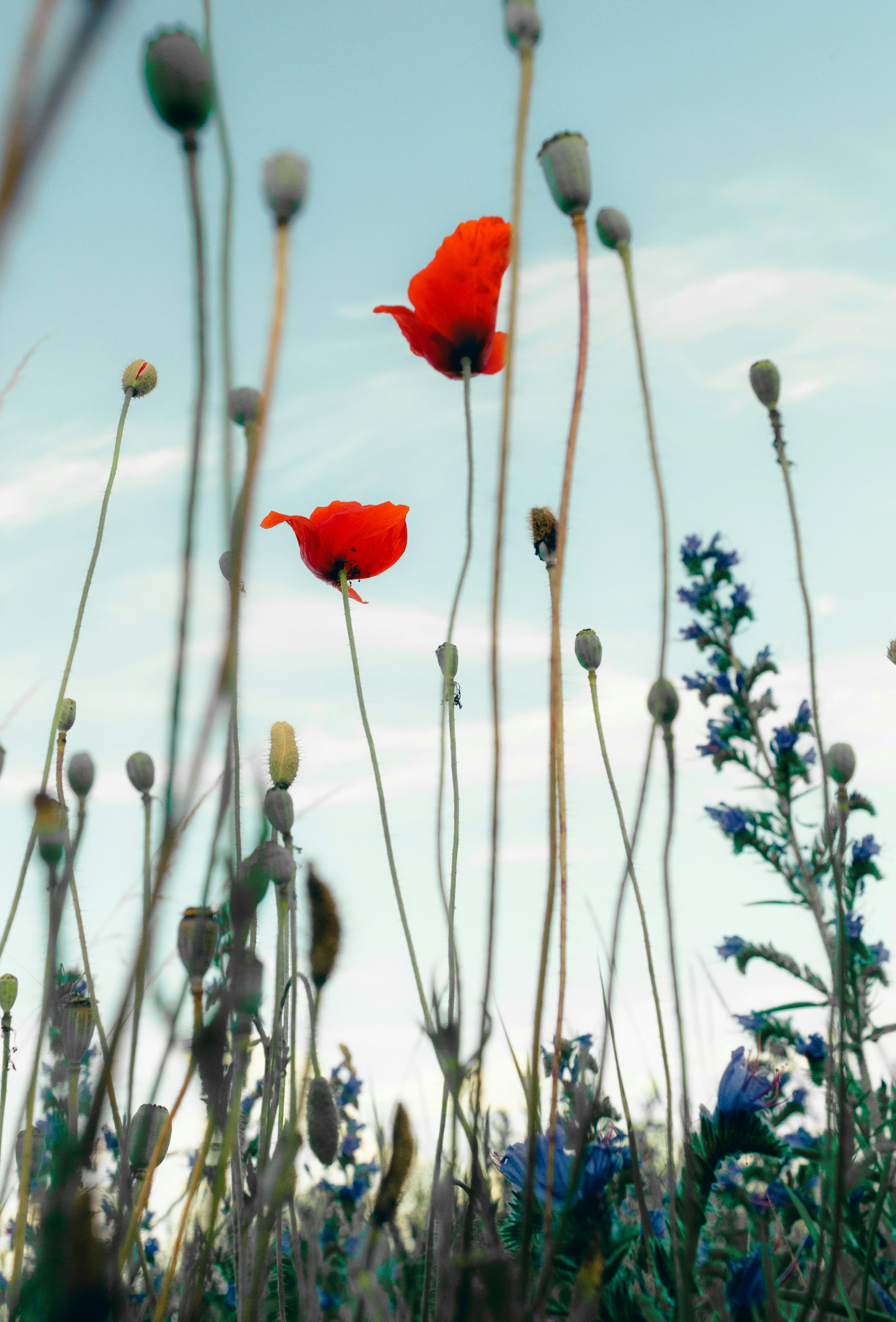 Photo by dflorin