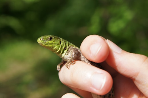 A person holding a small lizard in their hand