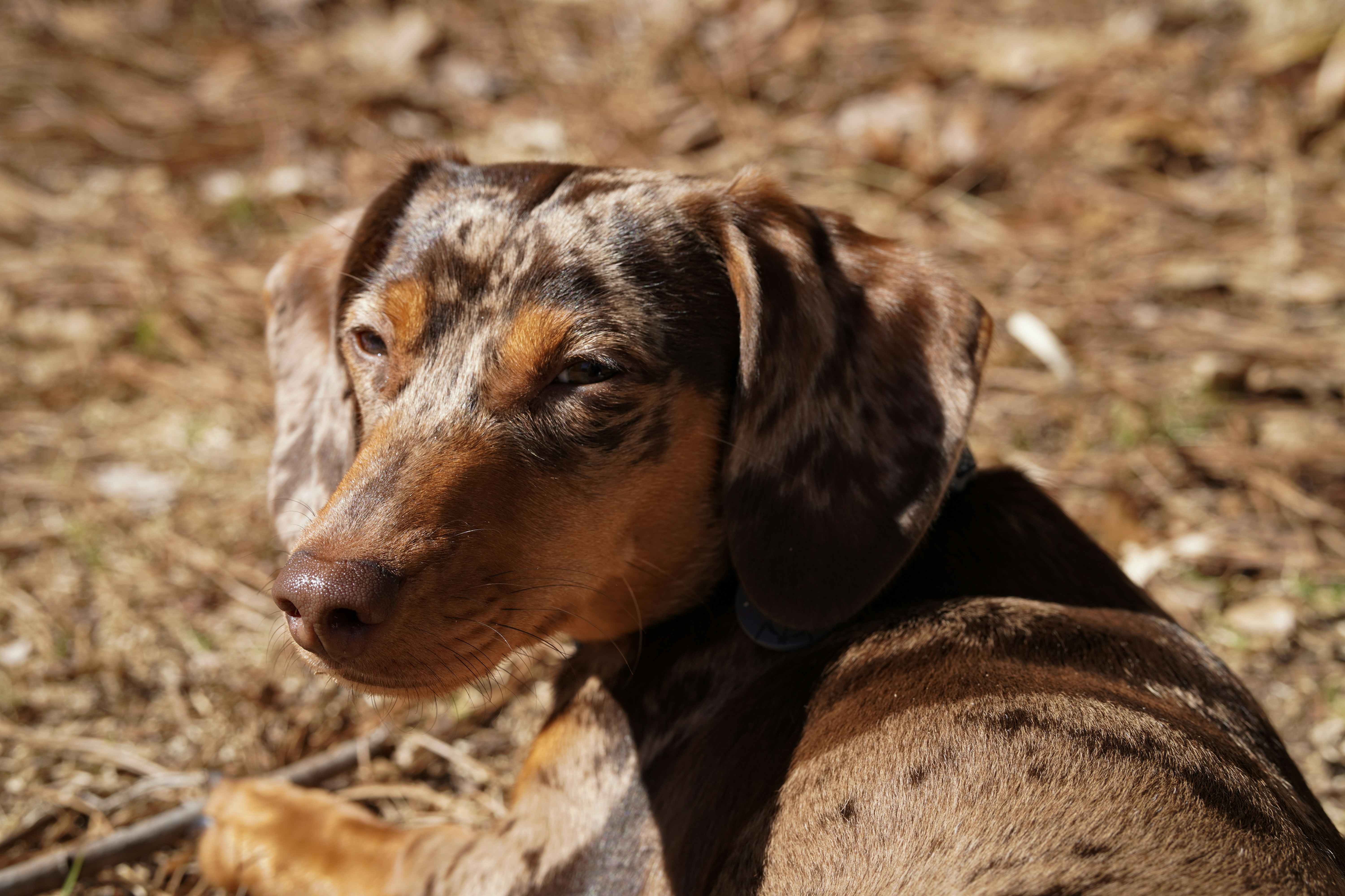 A brown dog laying on top of a dry grass field