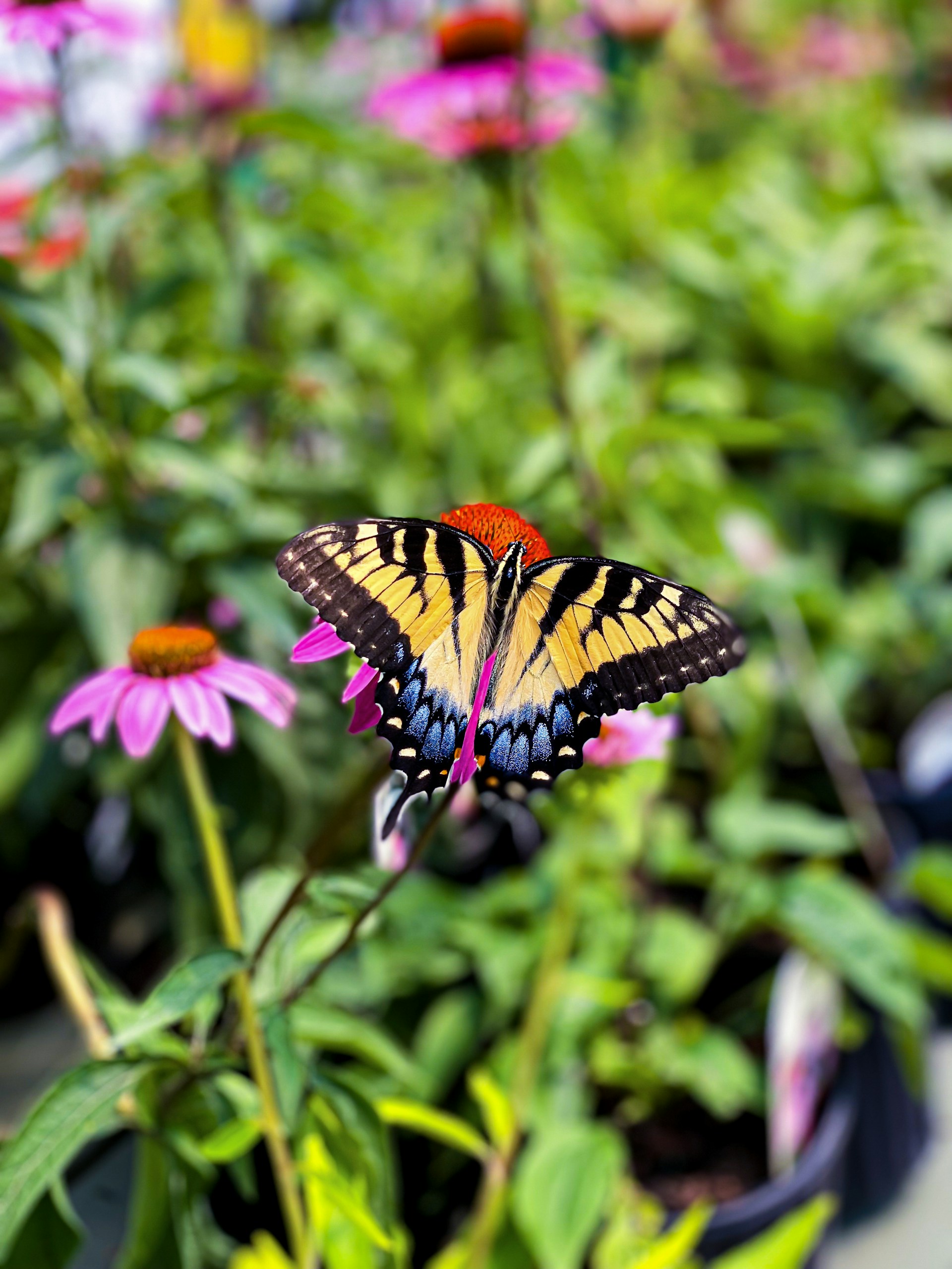 A yellow and black butterfly sitting on a pink flower