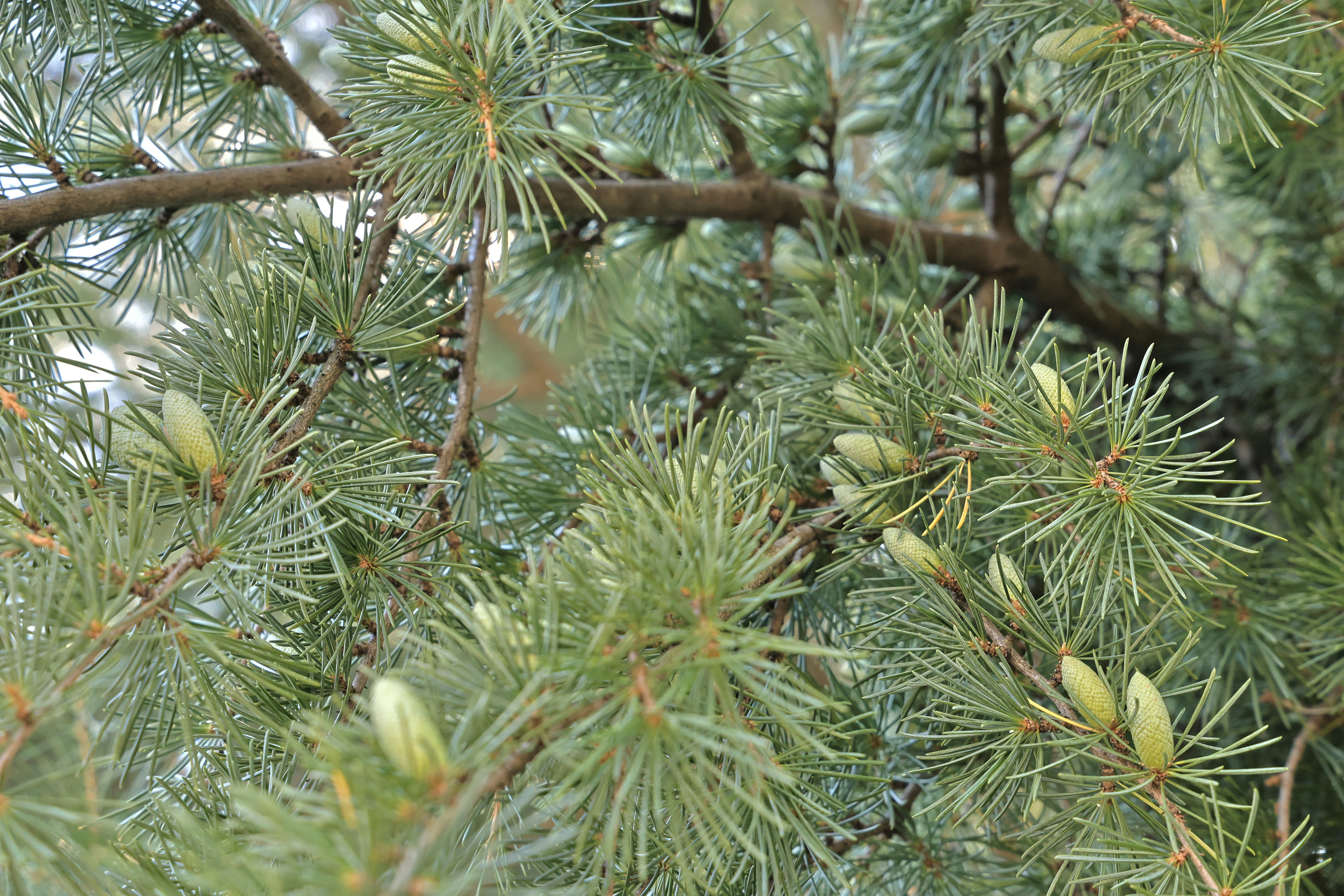 Photo by deraileddrips