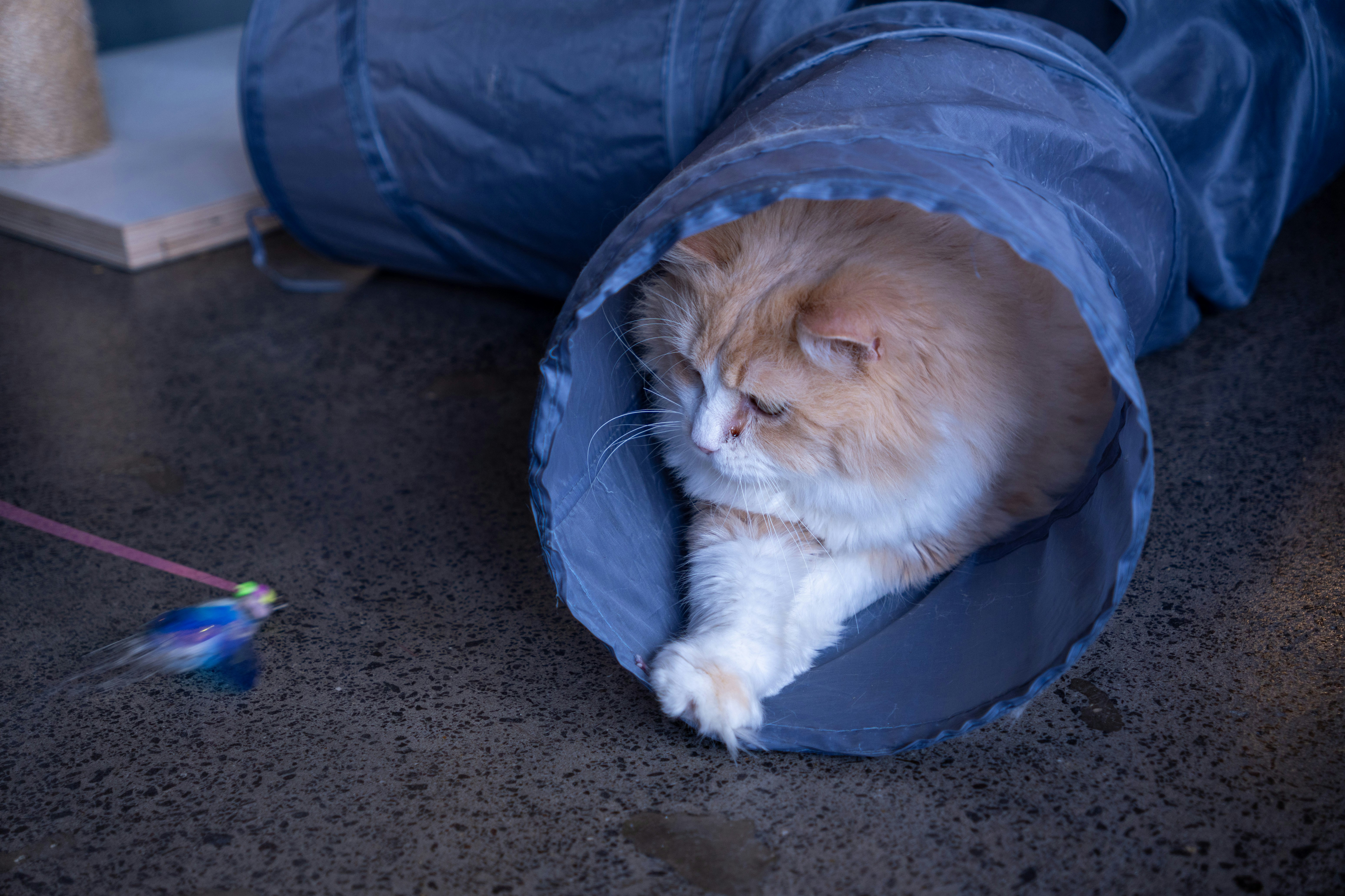 They Adjust Their Playtime to Match Yours (image credits: unsplash)