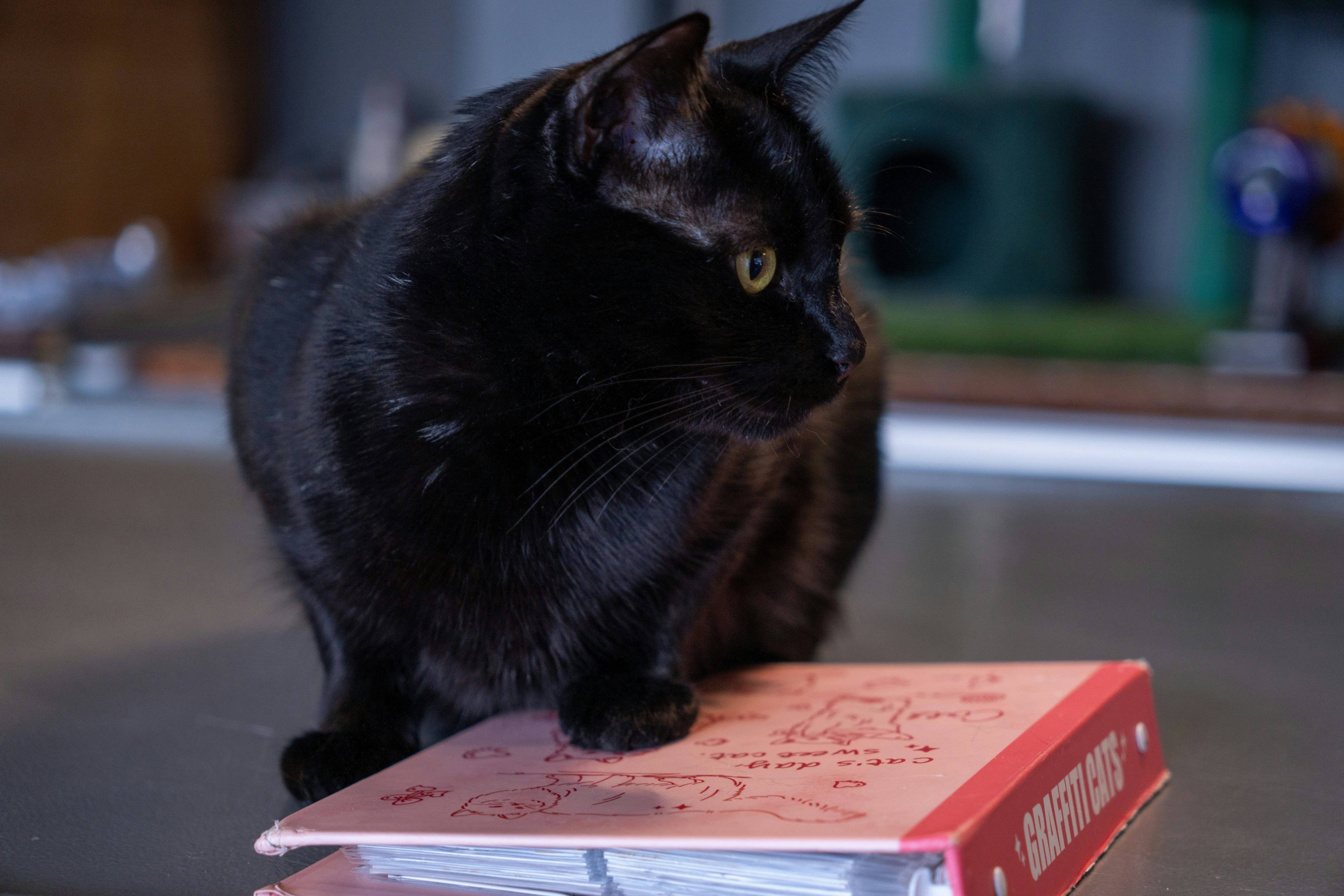 Black cat sitting on a pink book