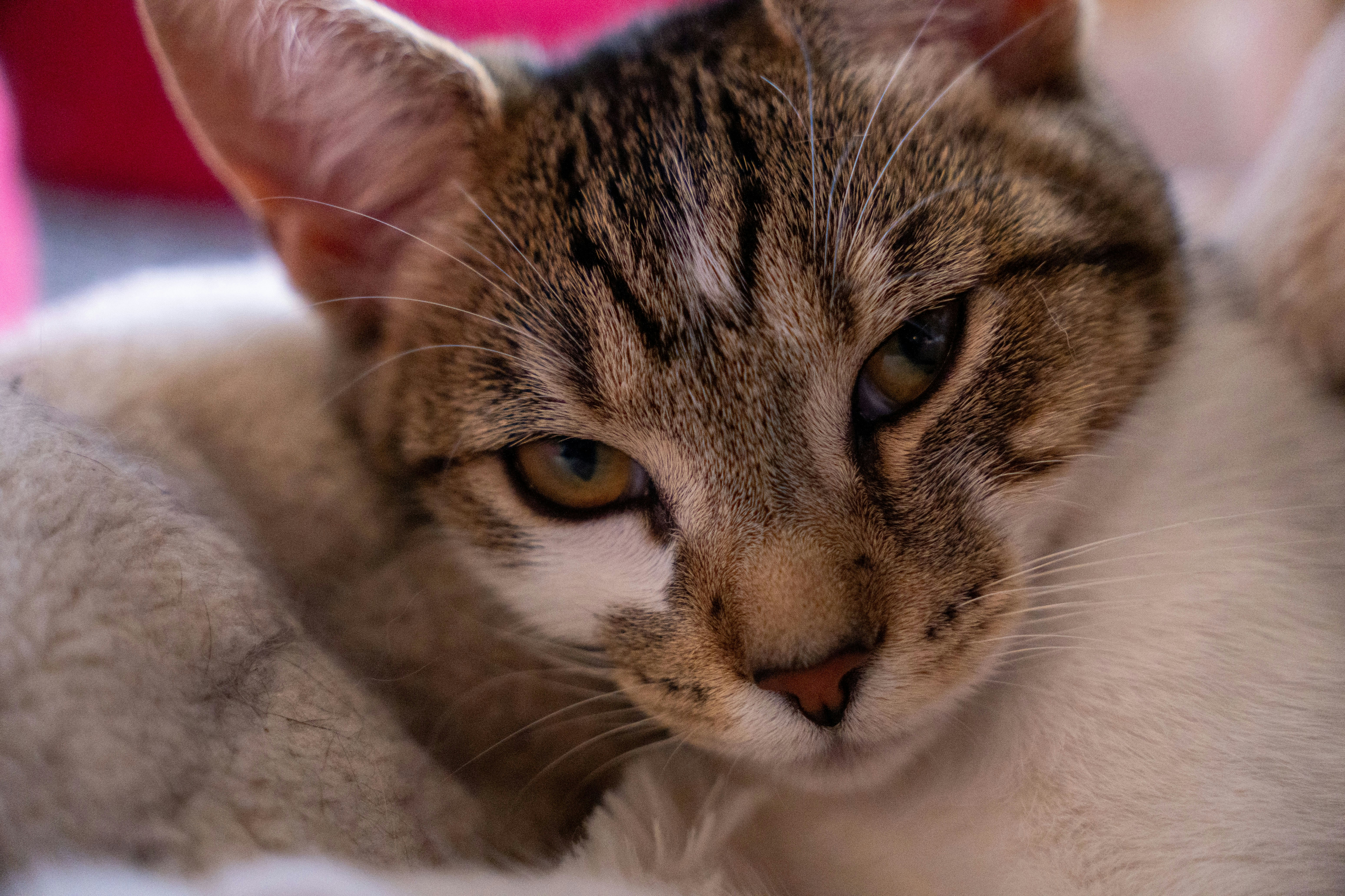 Abyssinian: The Inquisitive Explorer (image credits: unsplash)