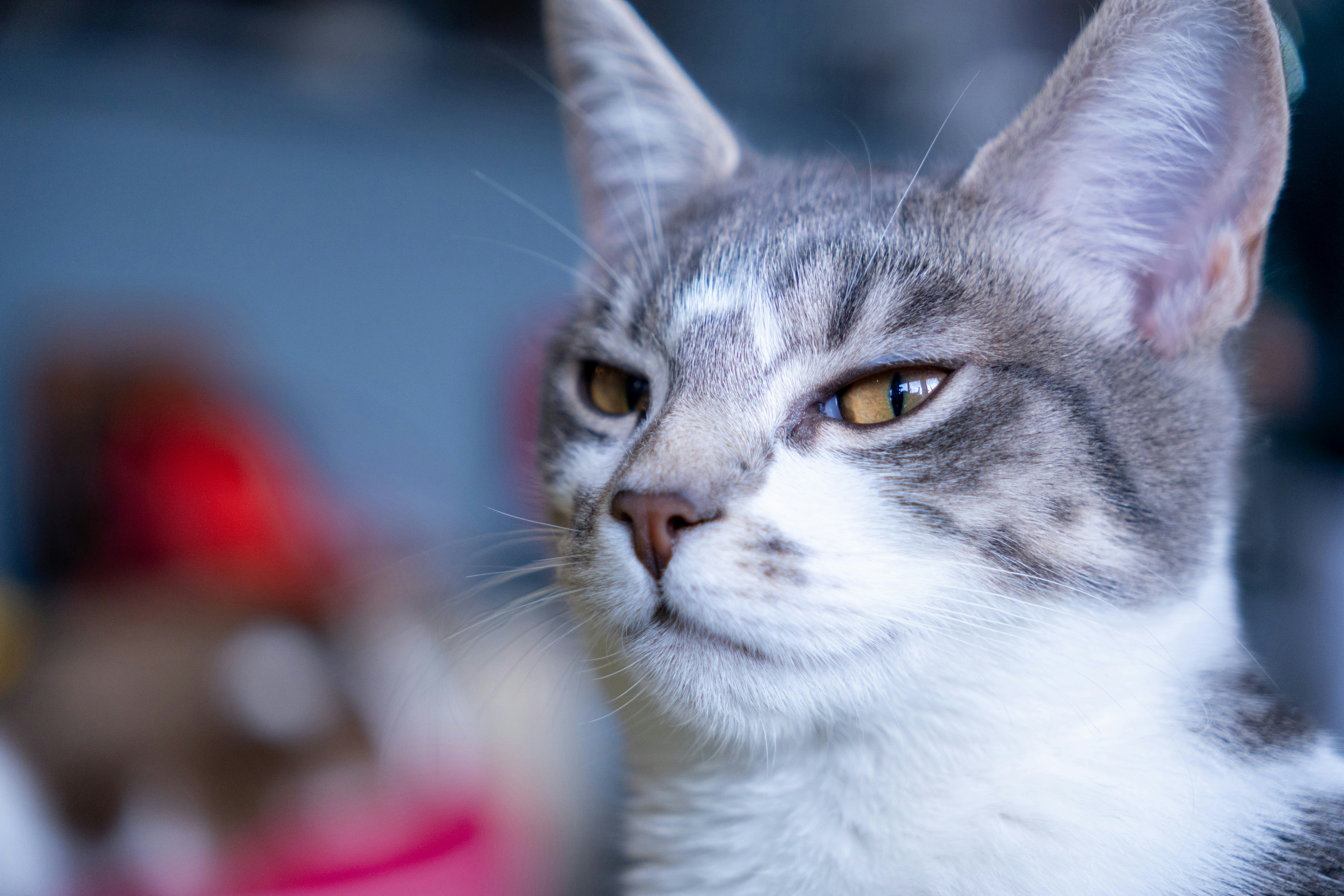 16. Abyssinian: The Adventurous Free Spirit (image credits: unsplash)