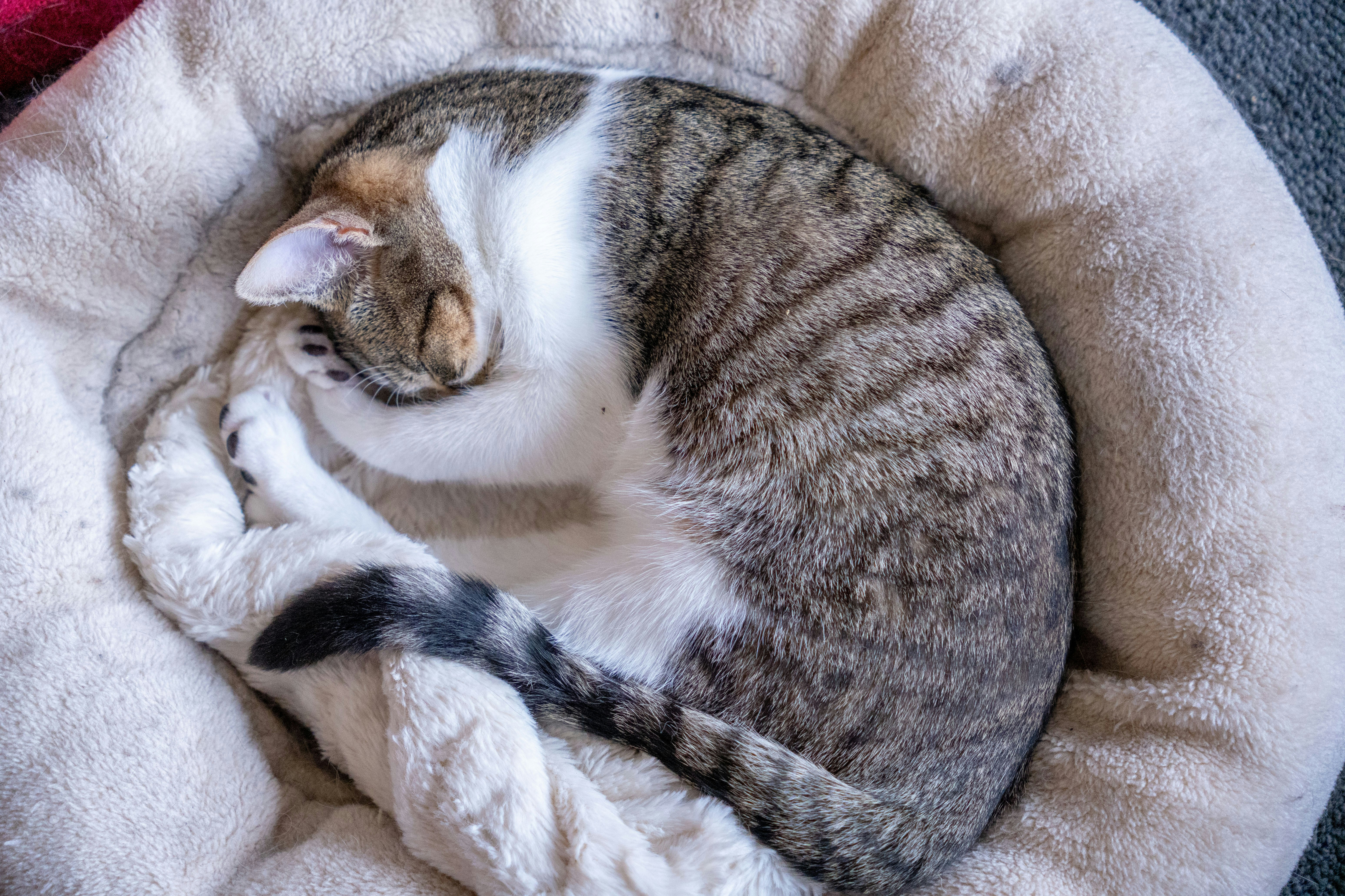 A cat curls up sleeping in its bed.