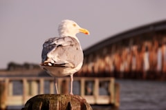 Seagull is perched on a wooden post.