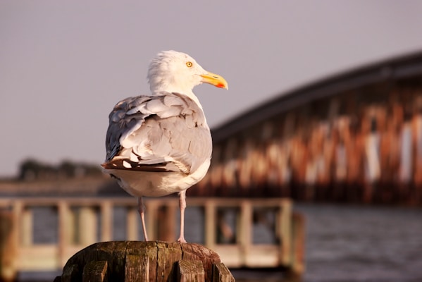 Seagull is perched on a wooden post.