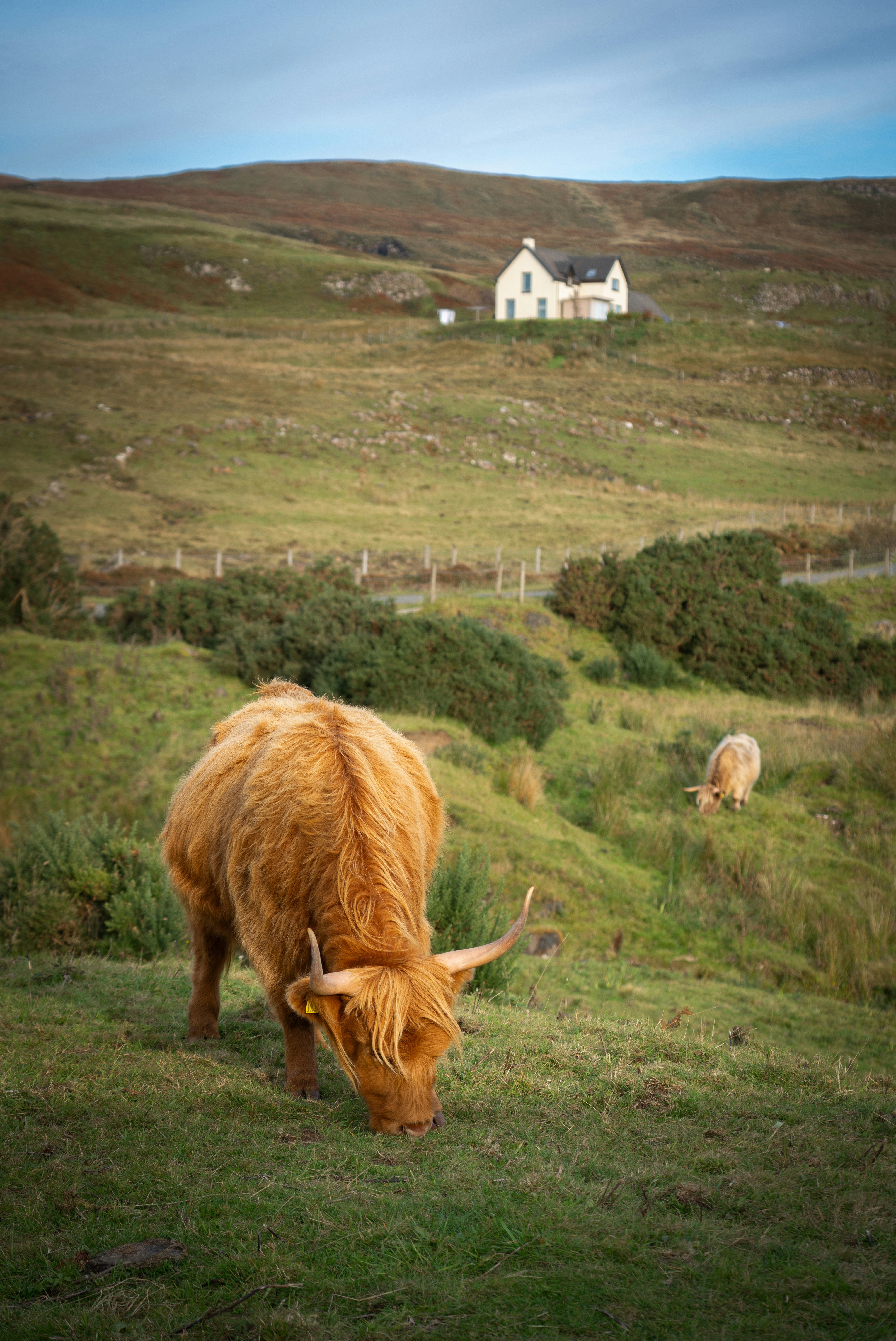 highland cattle grazing