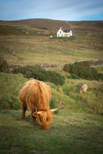 A brown cow grazing on a lush green hillside