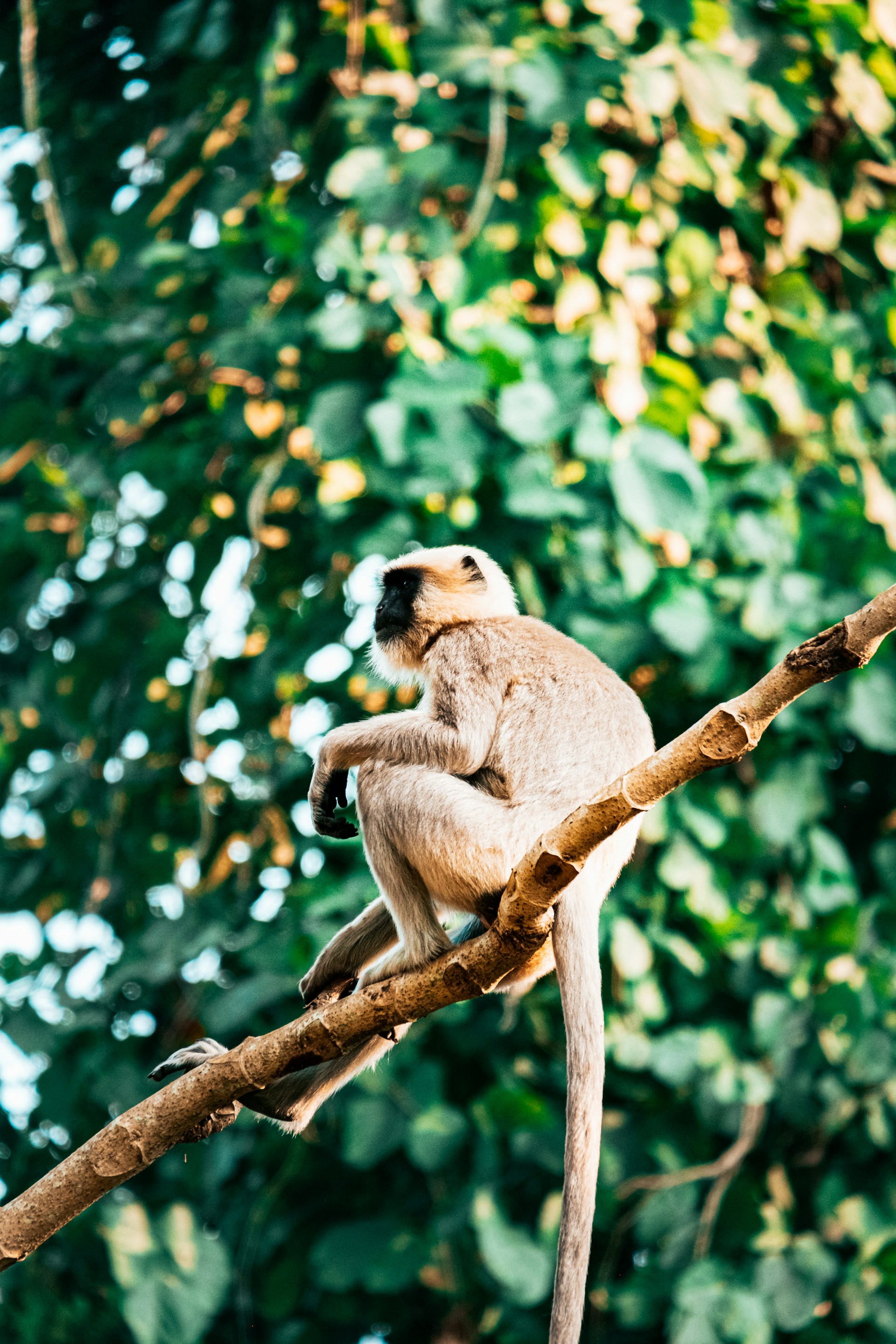 A monkey is sitting on a tree branch