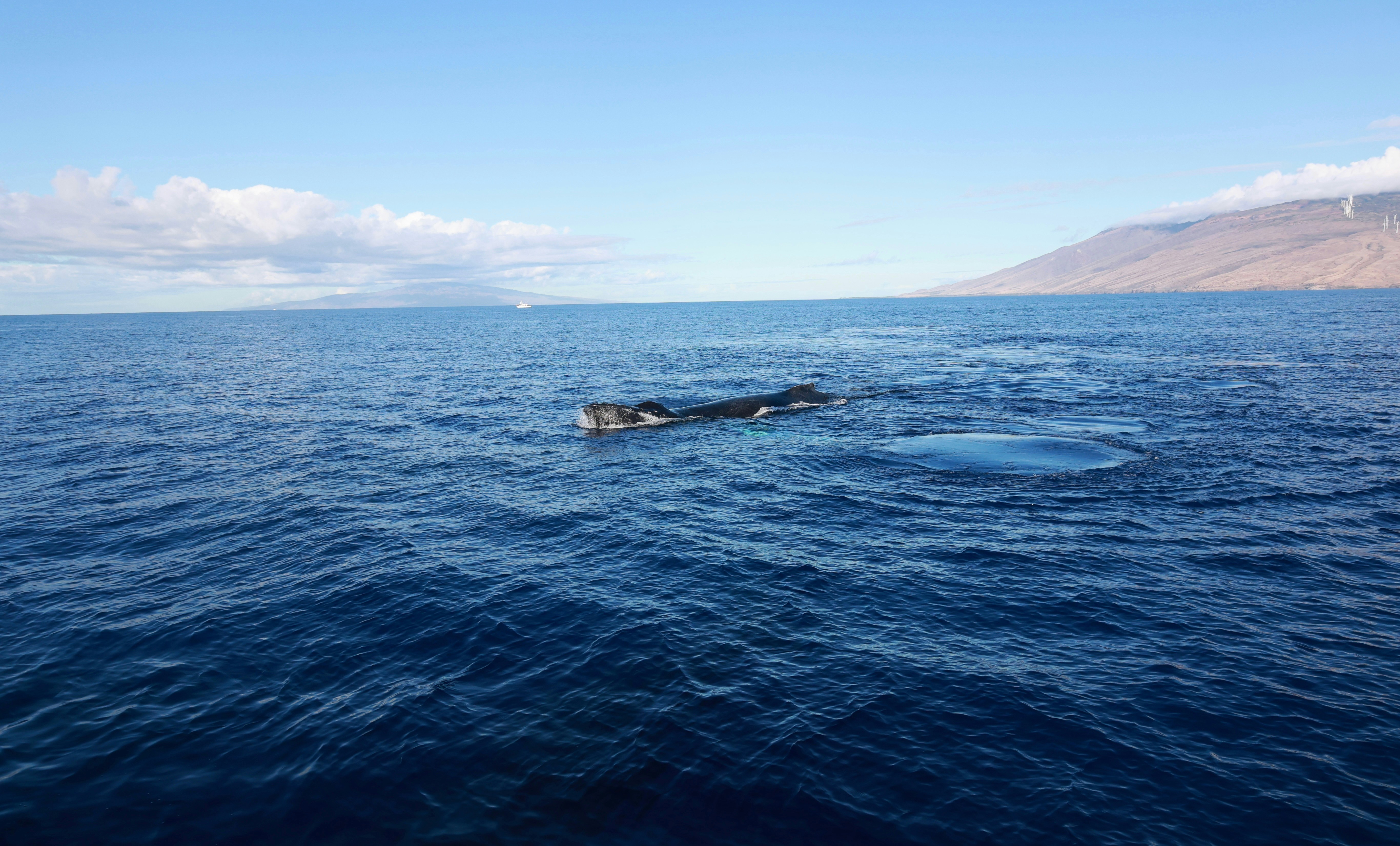 Humpback whale breaching in Maui waters