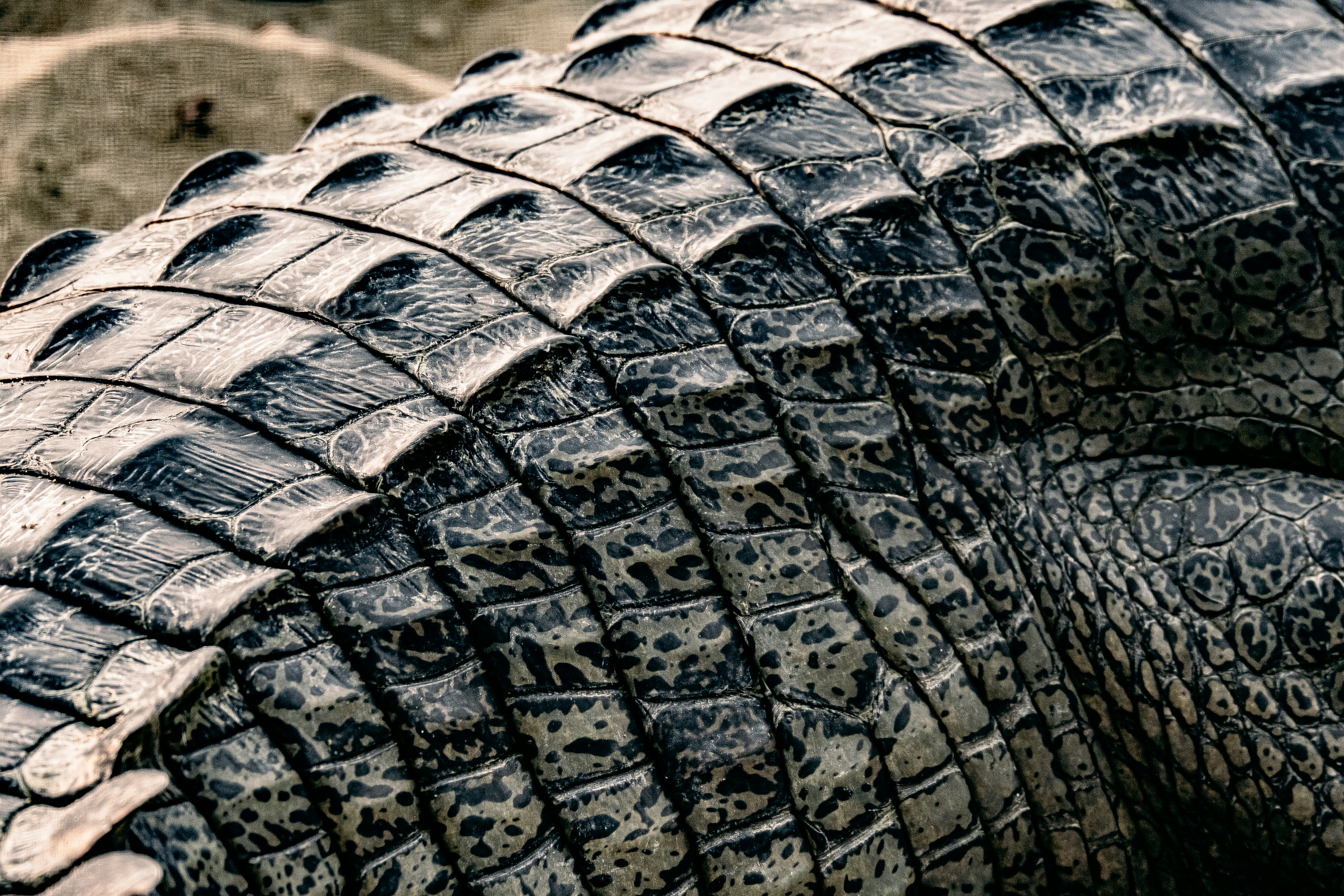 A close up of an elephant's face and trunk