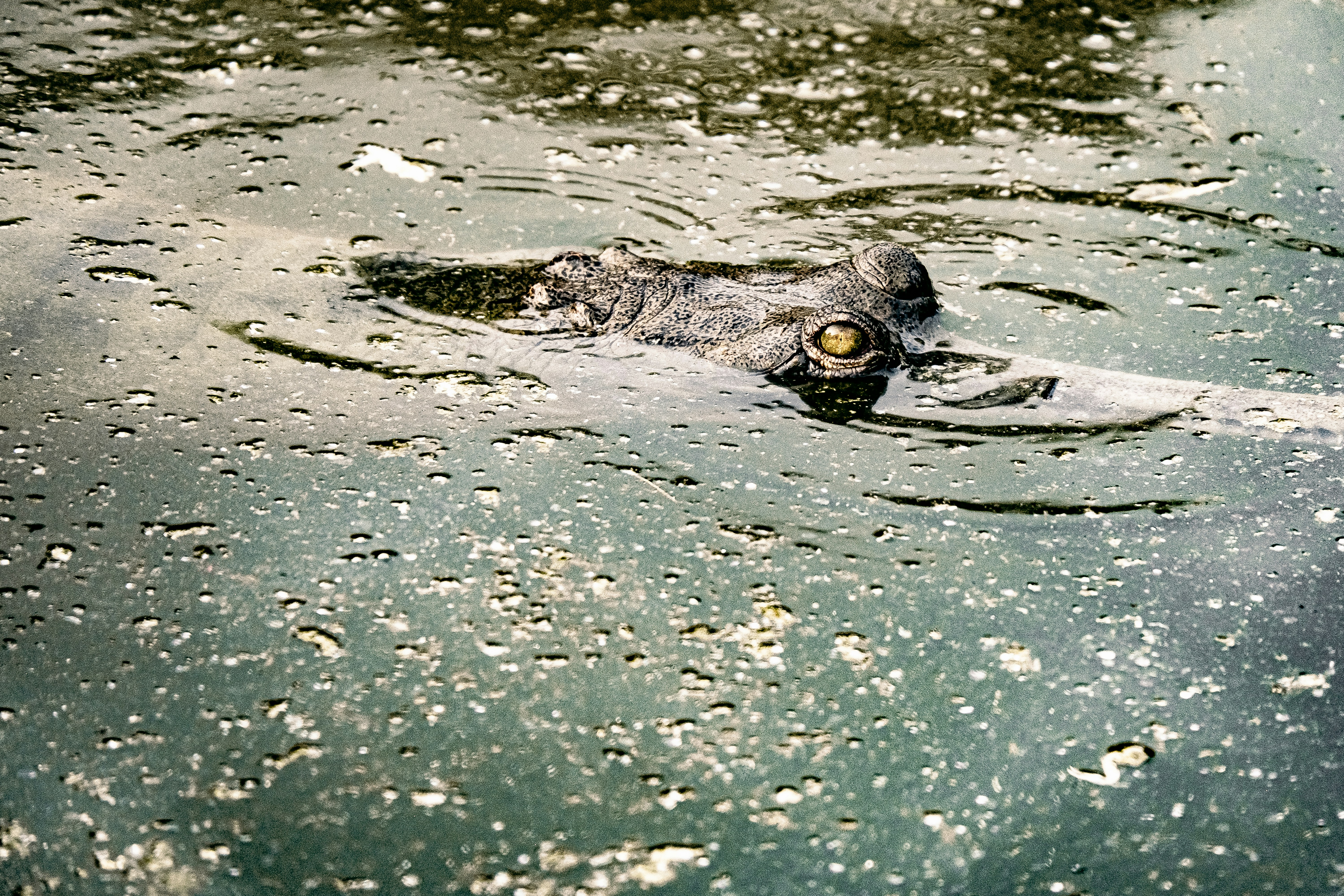 A large alligator swimming in a body of water
