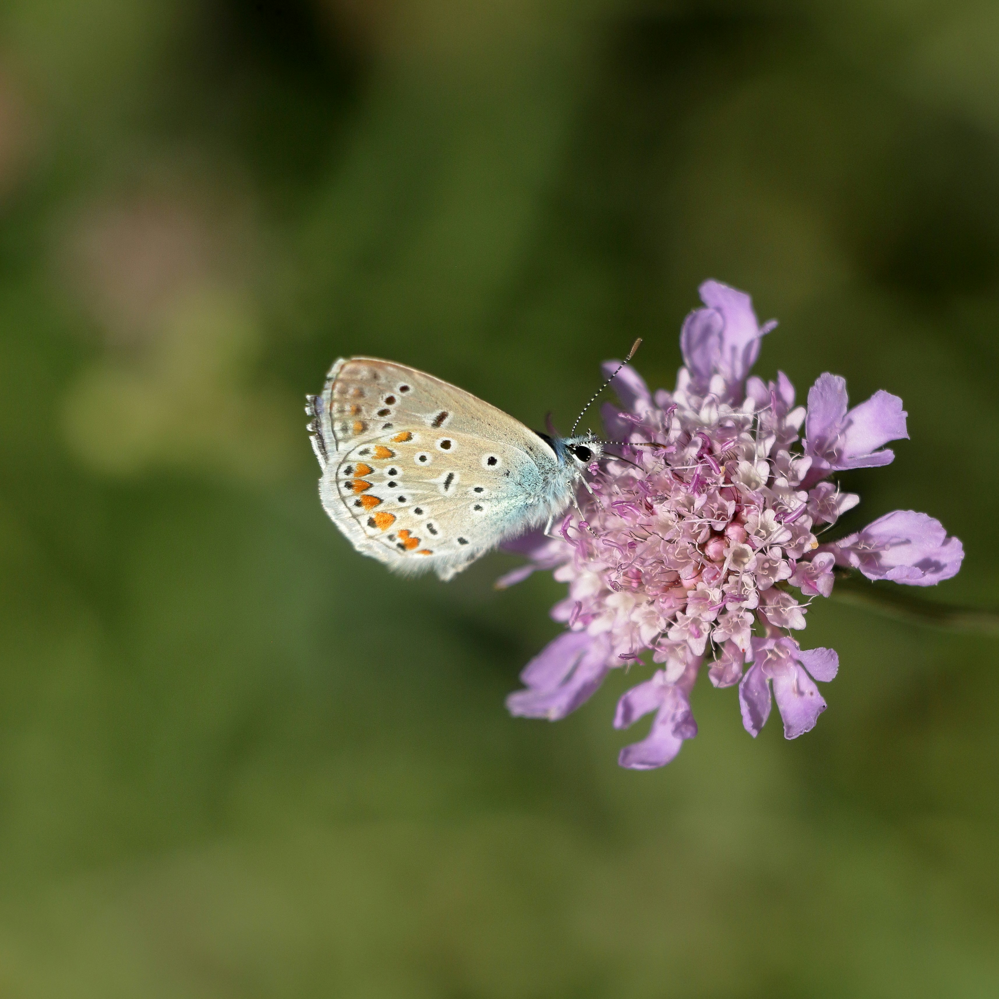 A butterfly is resting on a purple flower.