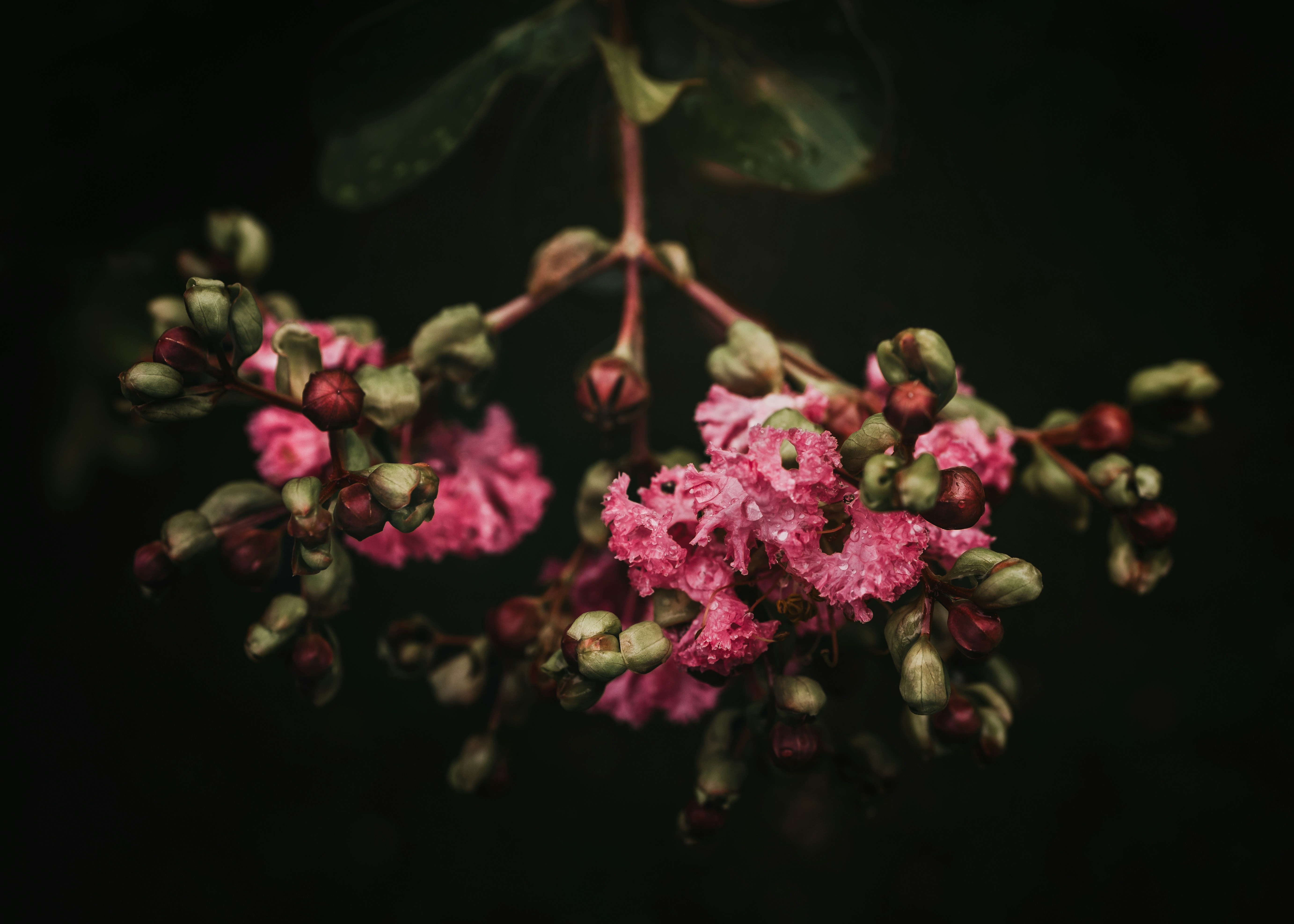 Photo by my65roses