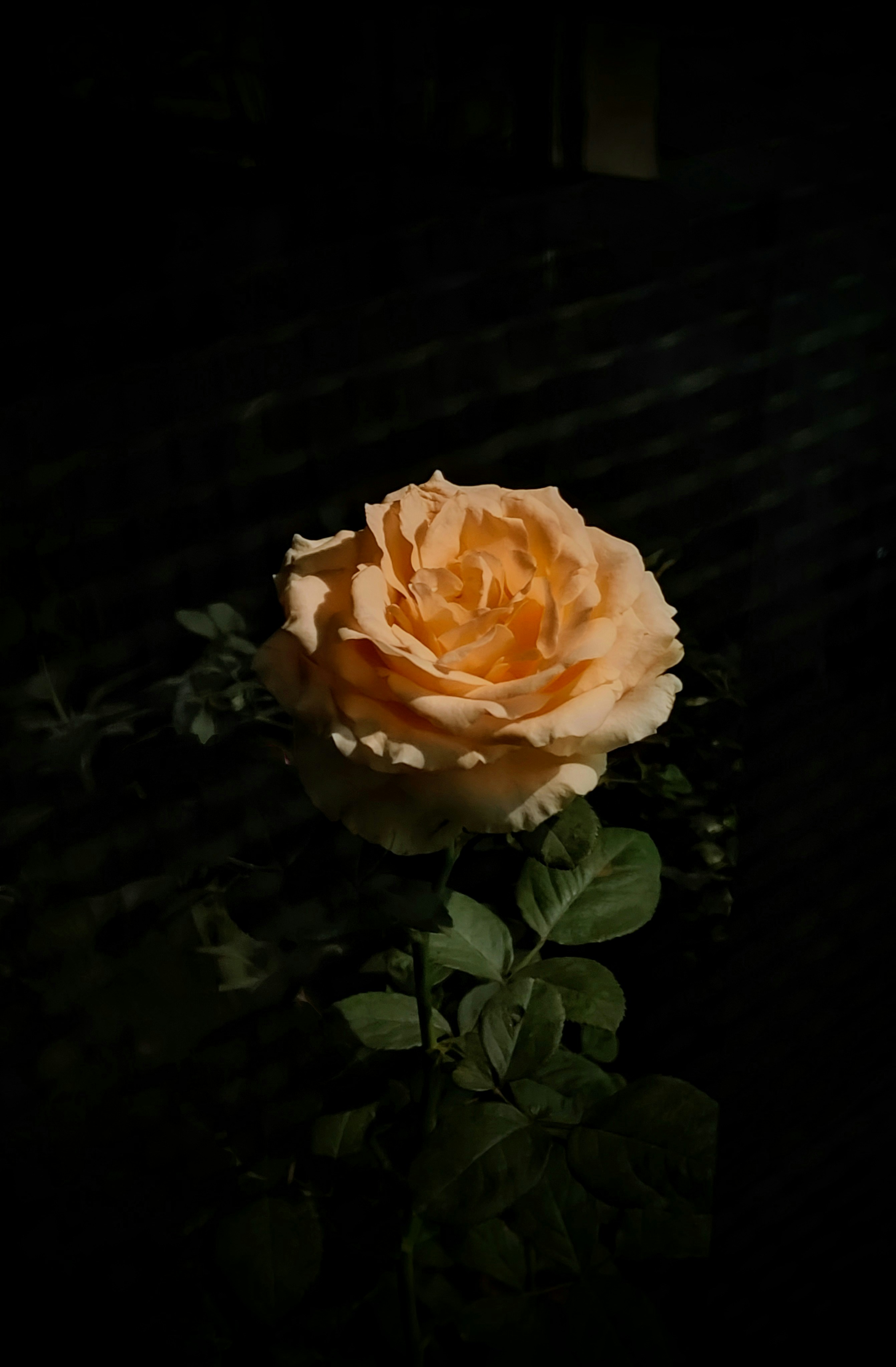 A single yellow rose sitting on top of a table photo – Free Image on  Unsplash, image size:3000x4578