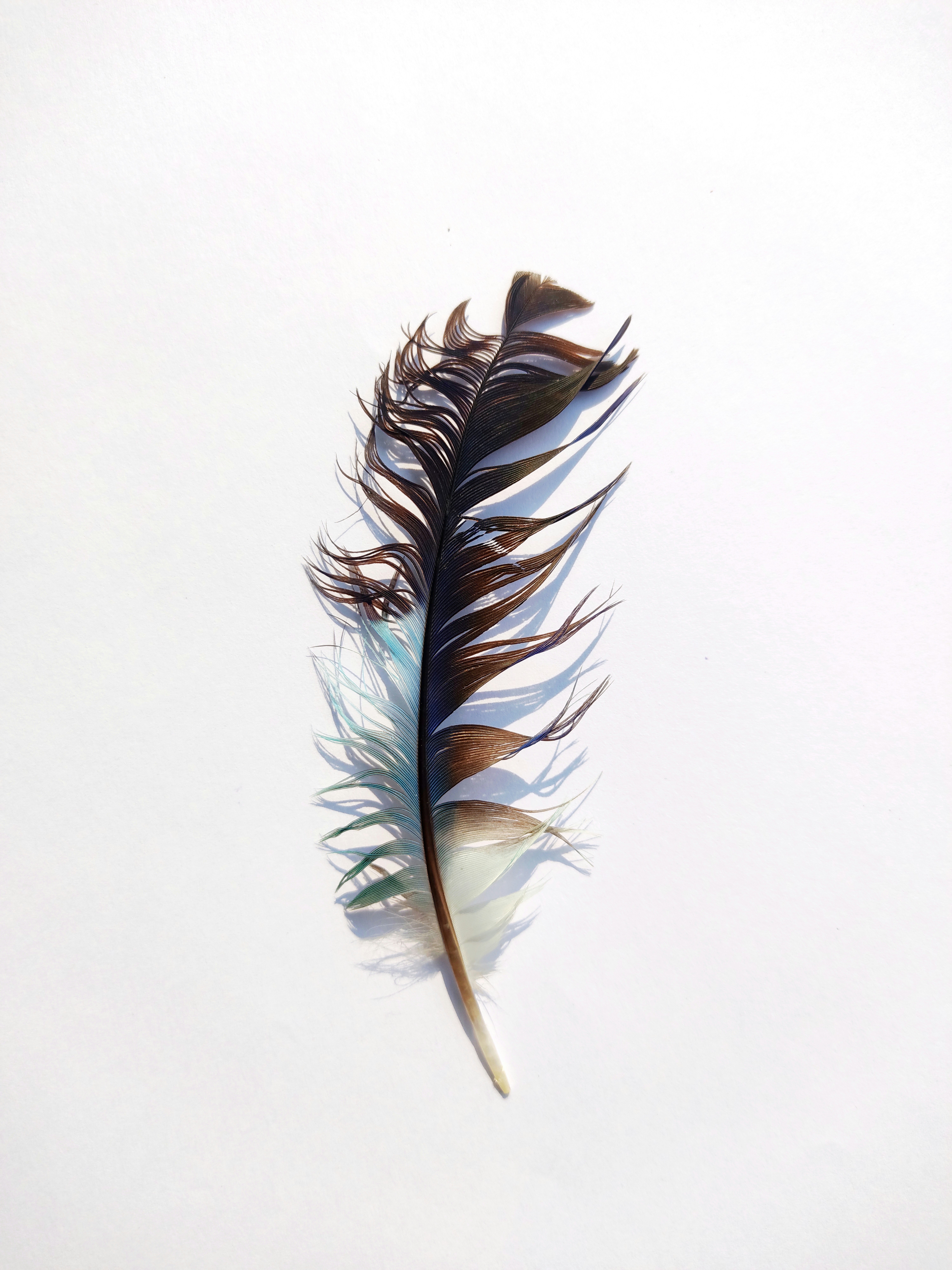 A single, dark feather on a white background.