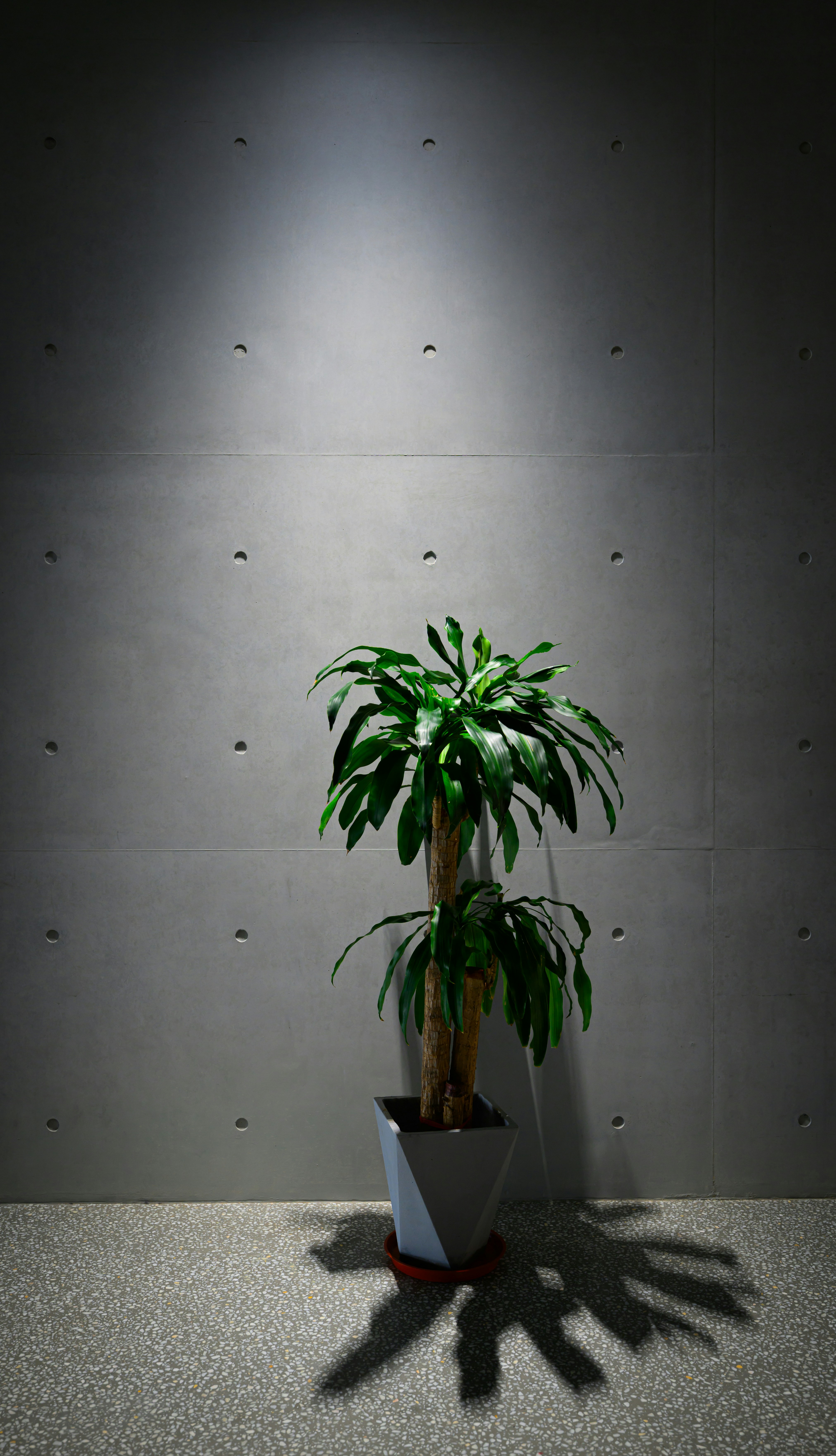 A potted plant sitting on top of a white table