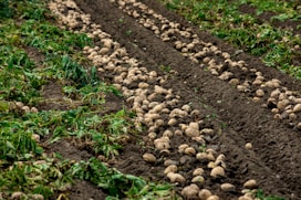 A row of potatoes growing in a field