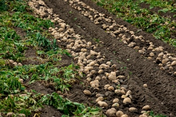 A row of potatoes growing in a field