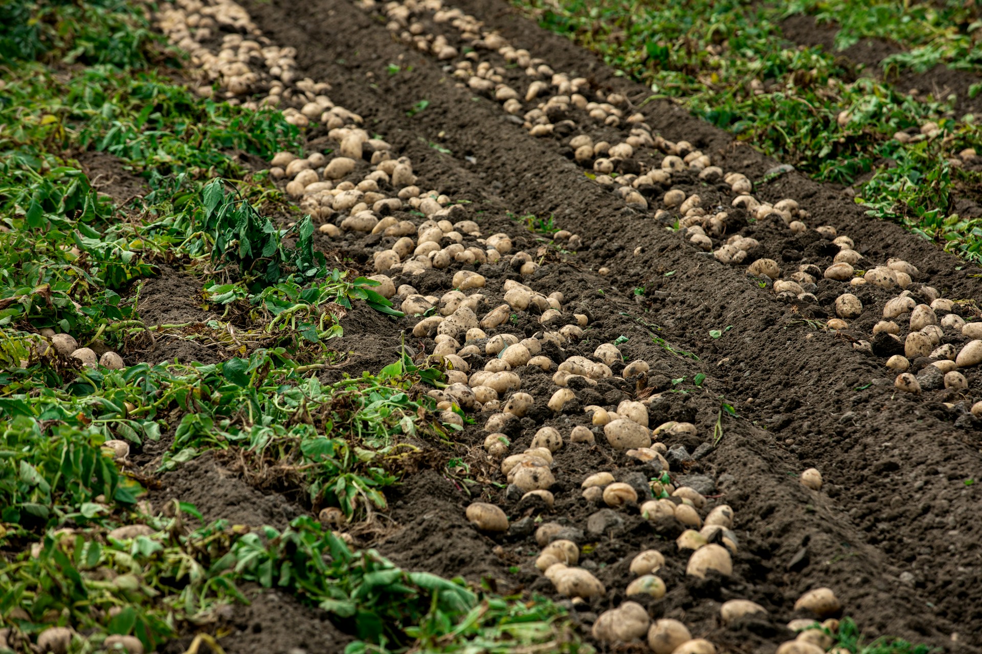 A row of potatoes growing in a field