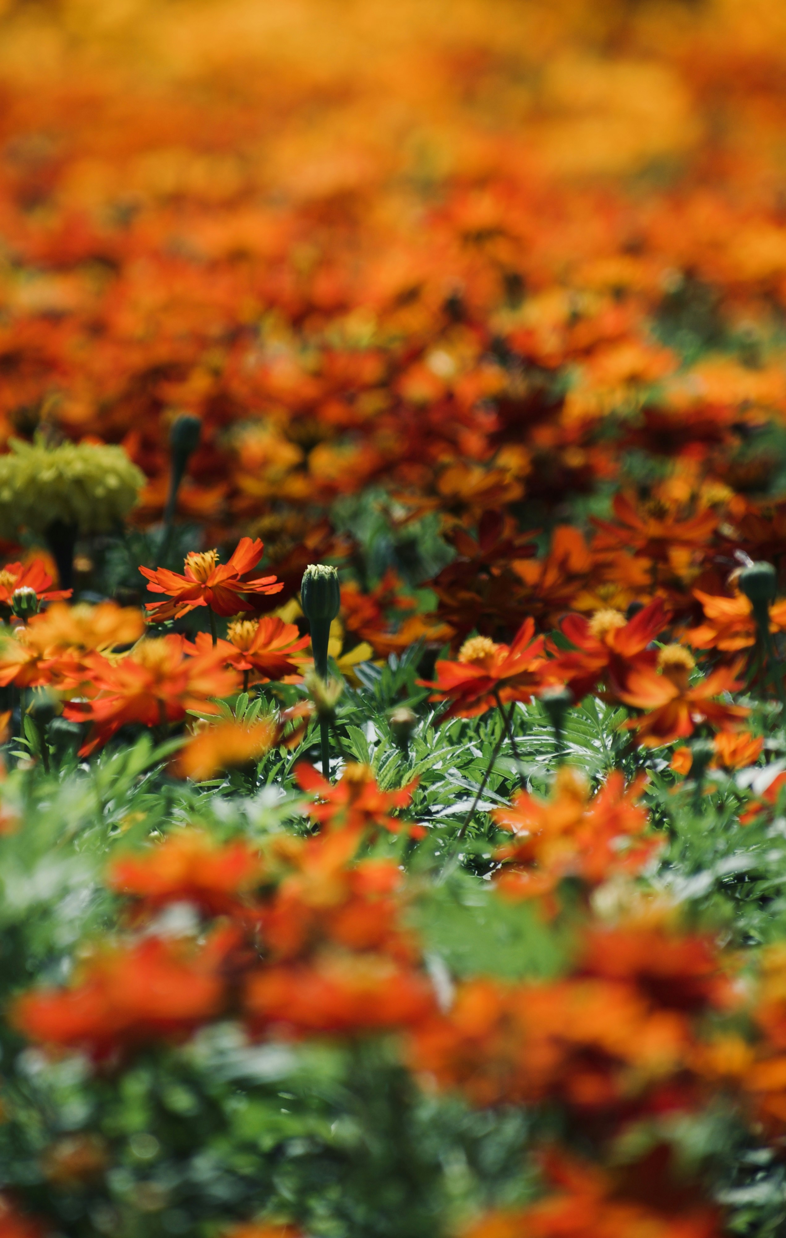 Photo by theushakiran