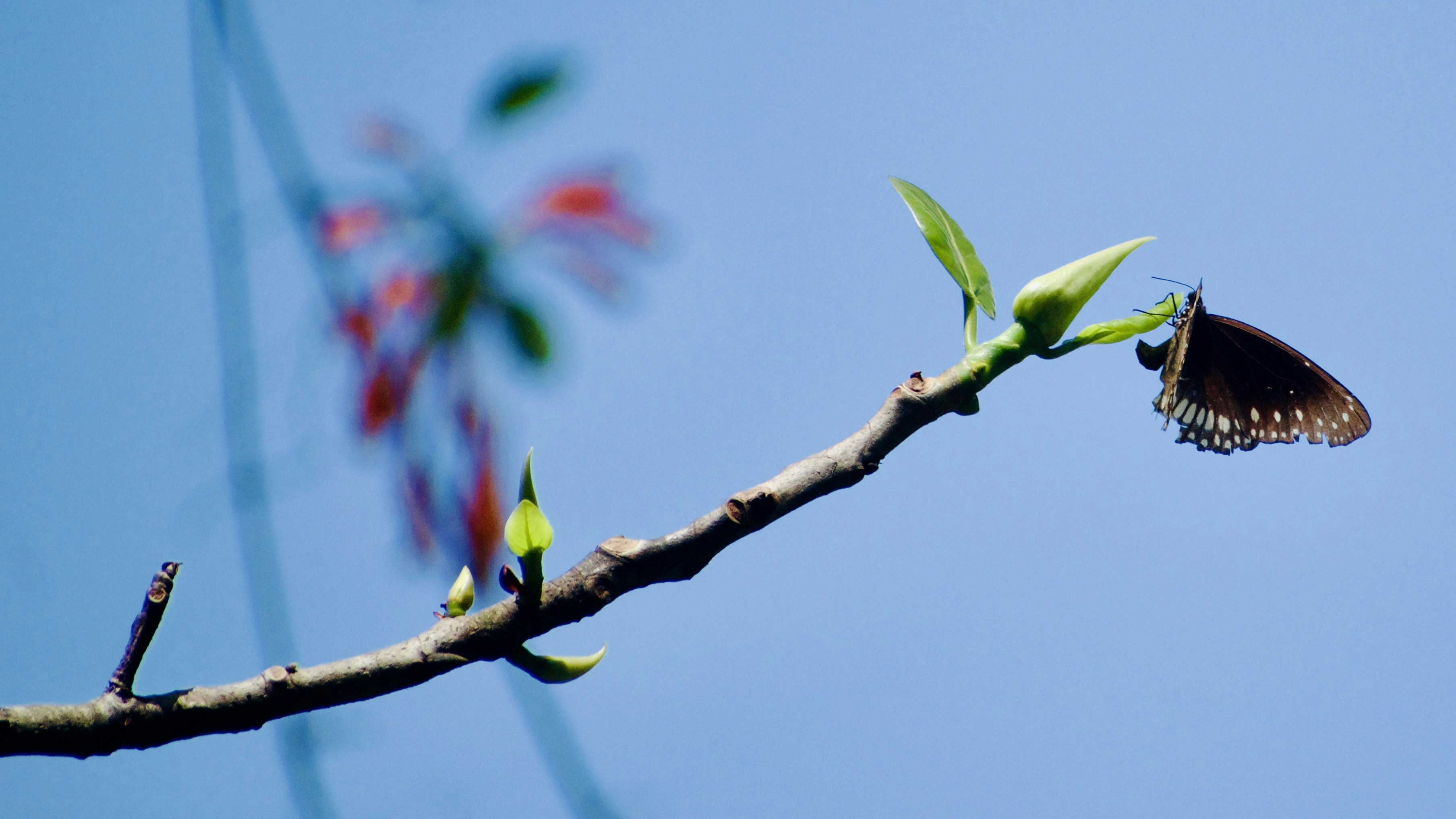 Photo by theushakiran