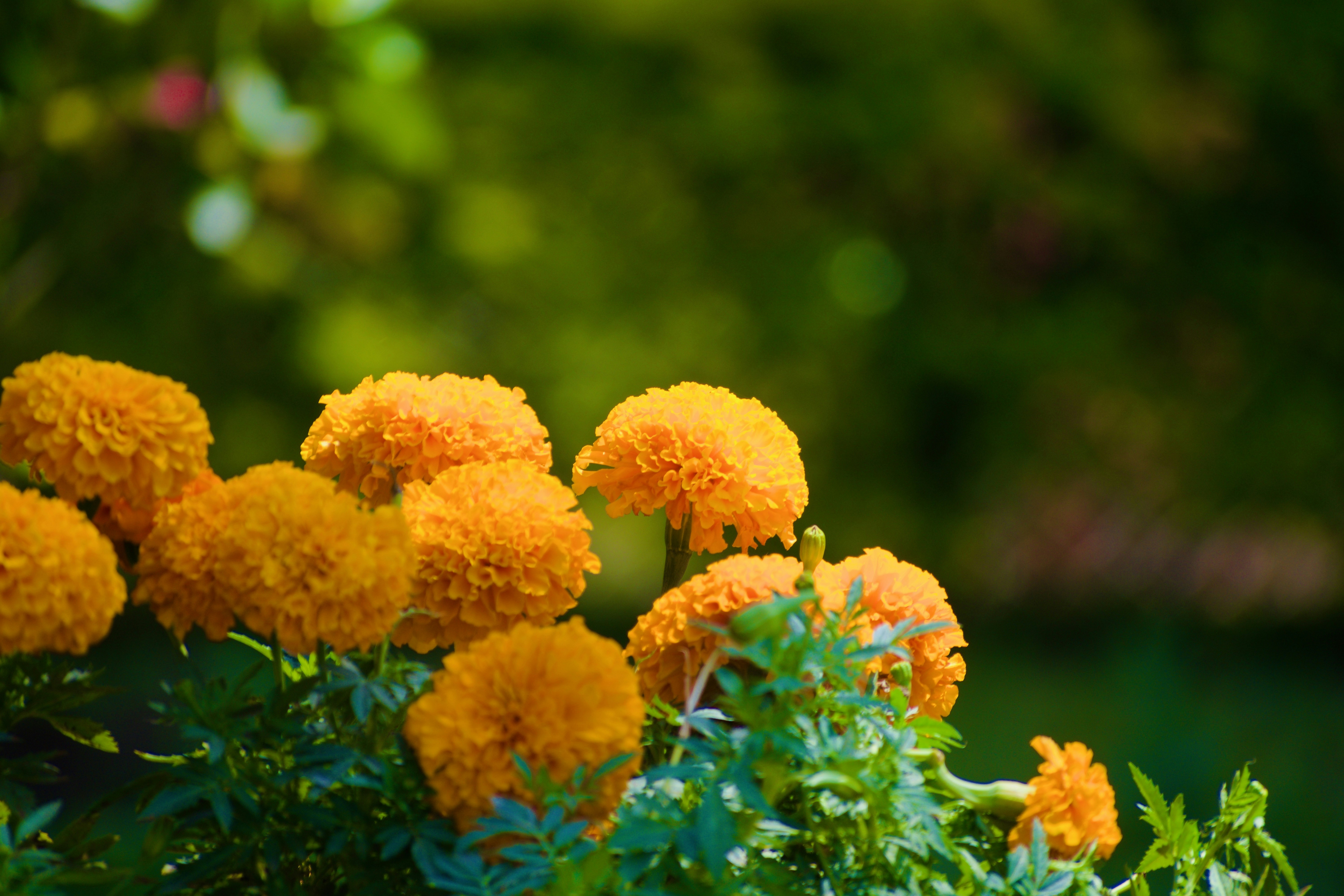 Photo by theushakiran