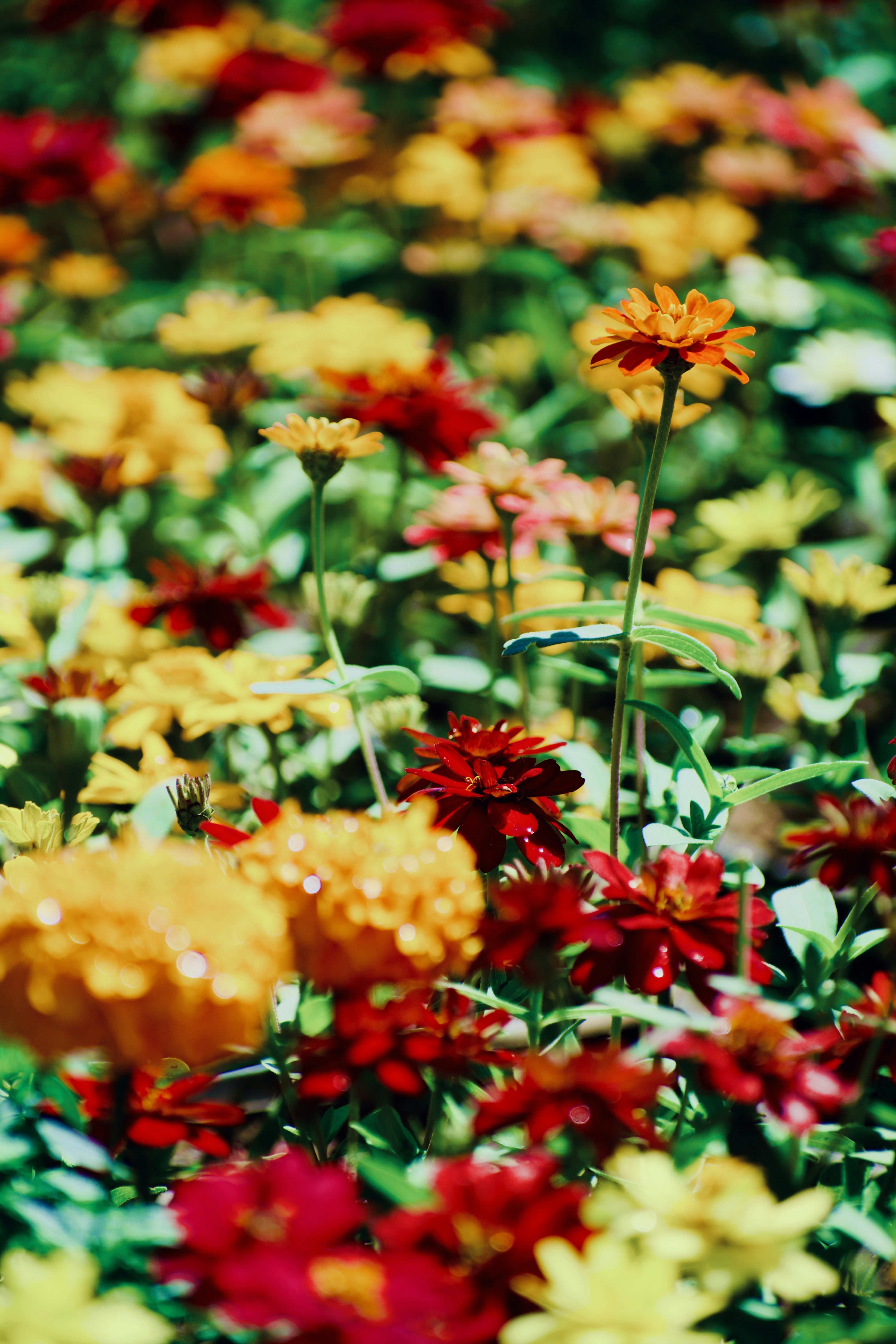 Photo by theushakiran