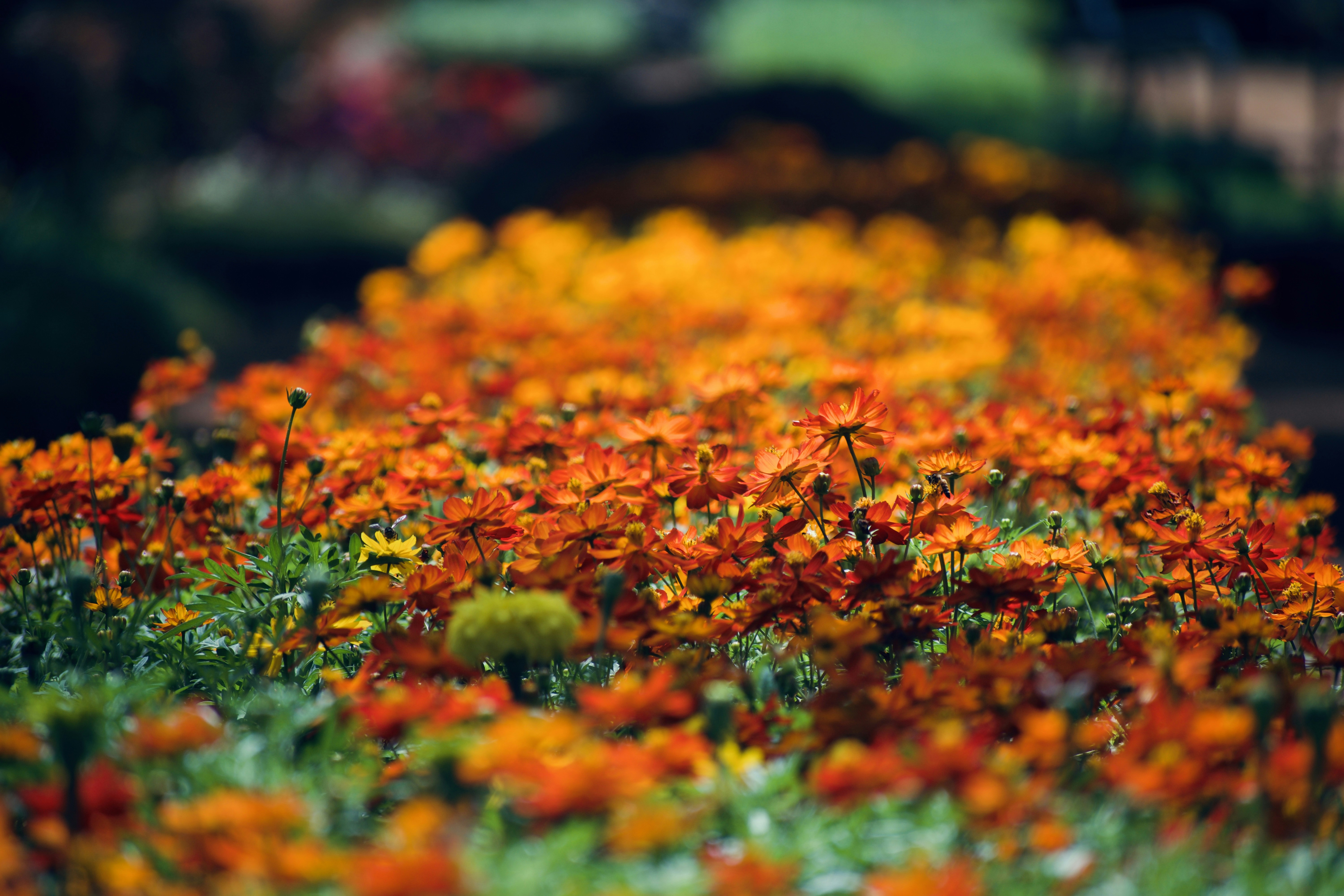 Photo by theushakiran