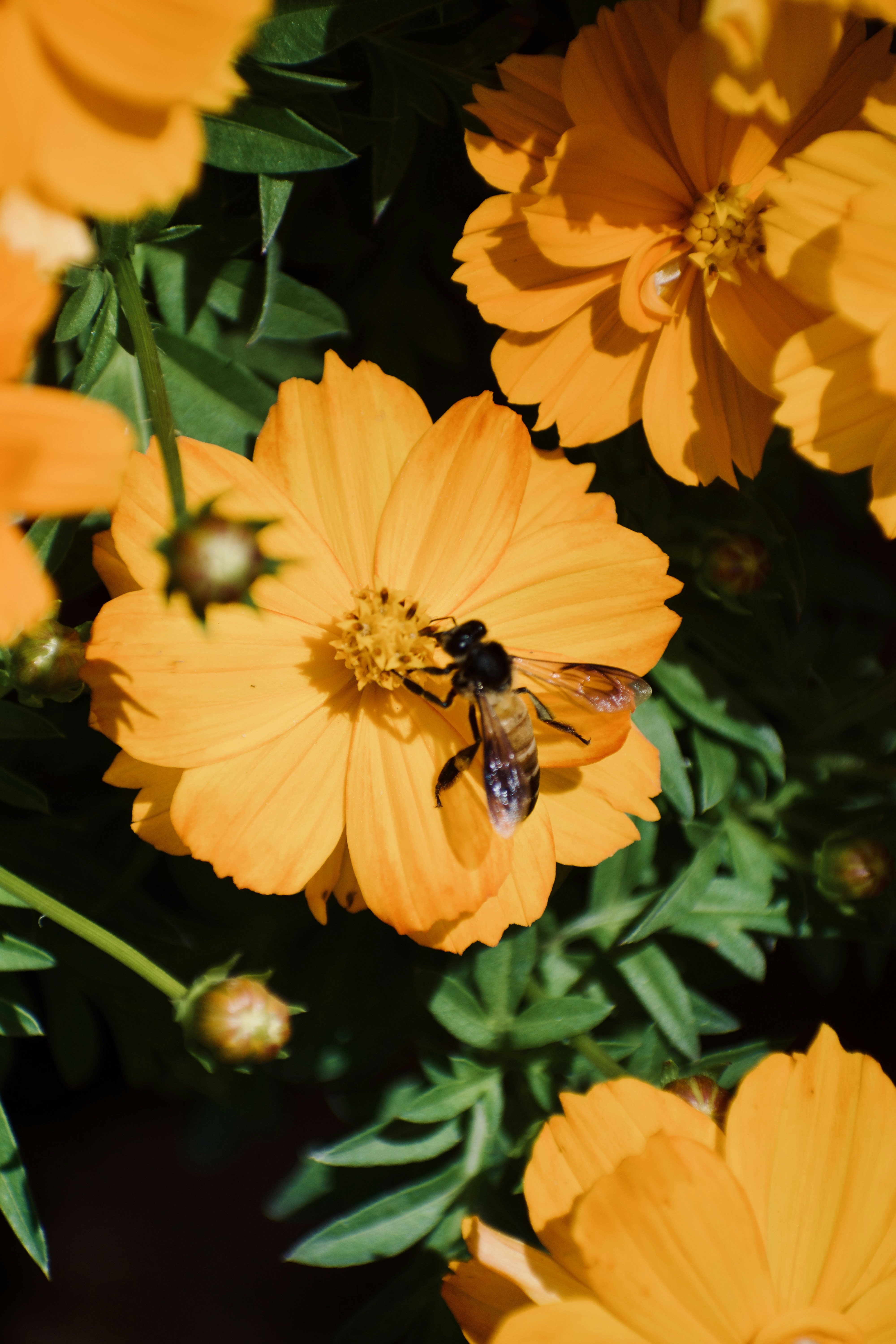 Photo by theushakiran