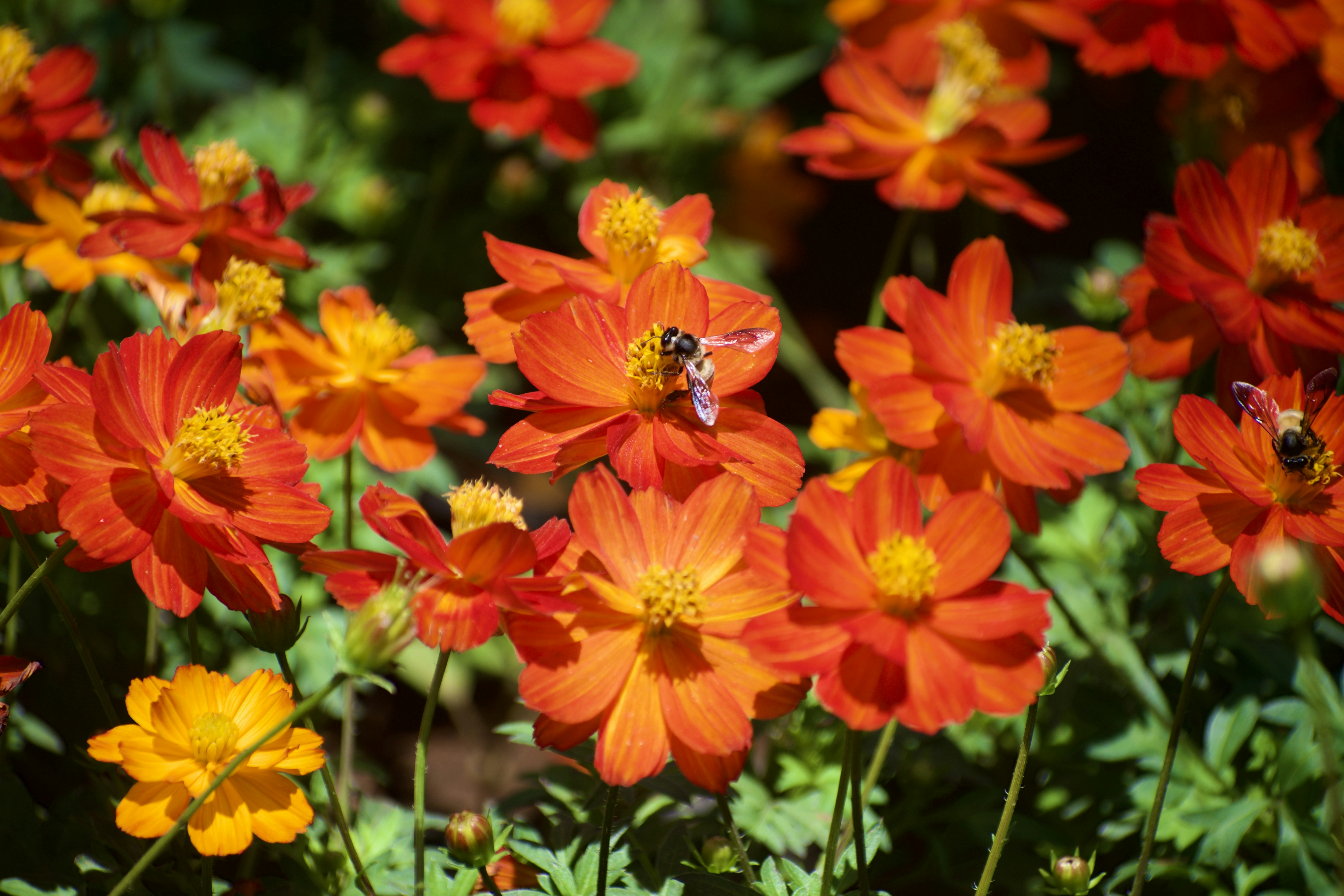 Photo by theushakiran