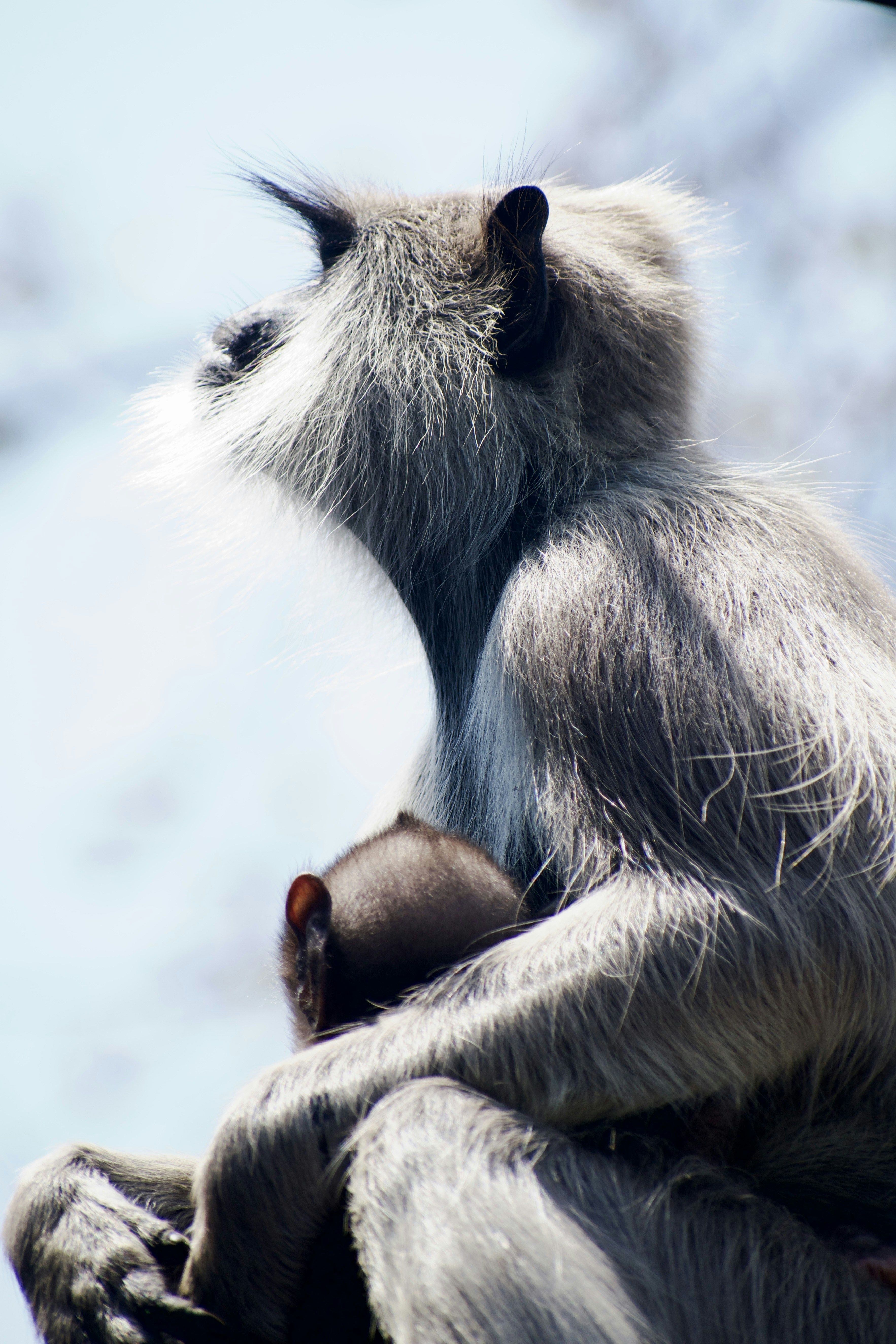 A monkey holds and cuddles its baby.