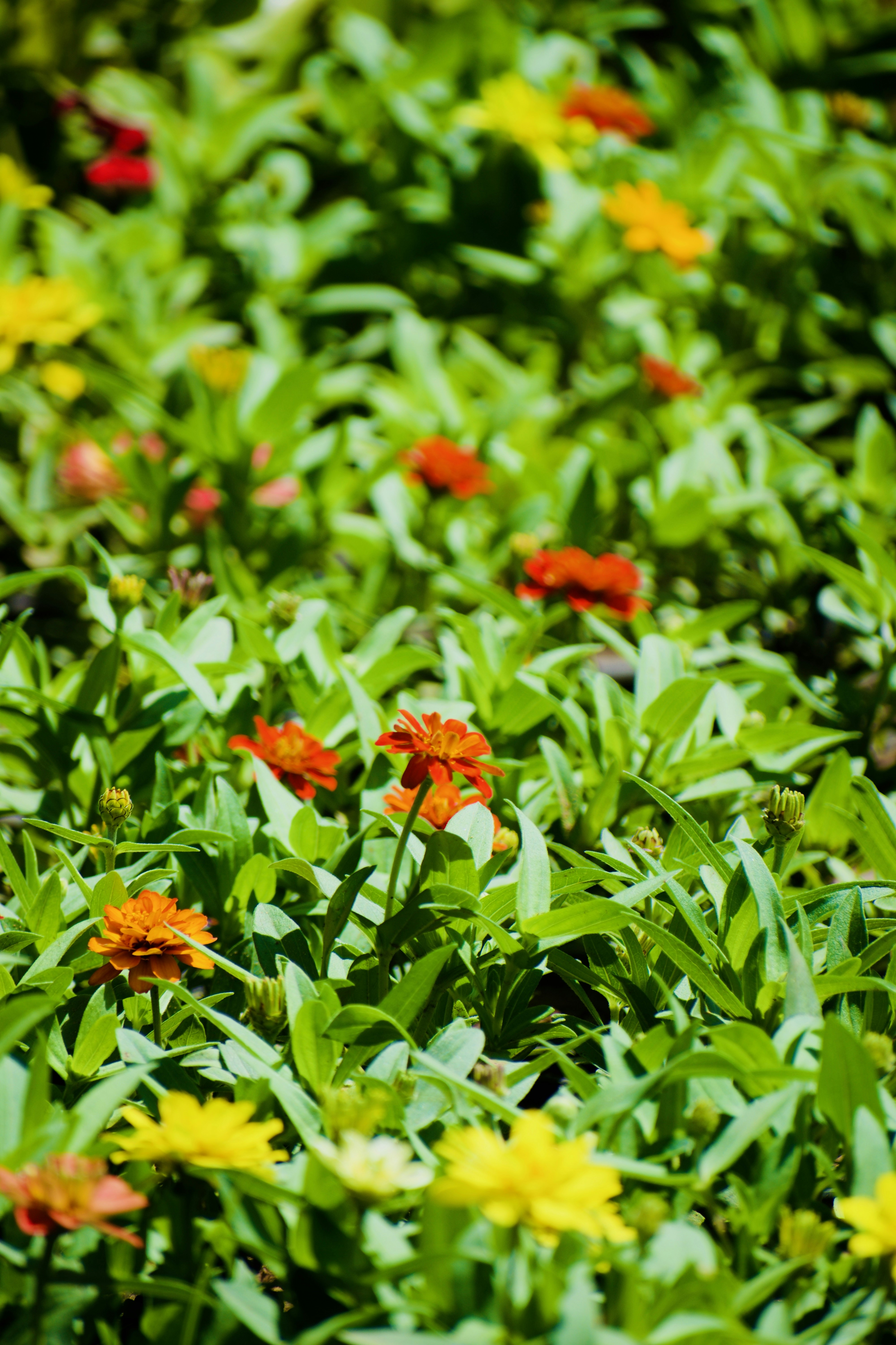 Photo by theushakiran