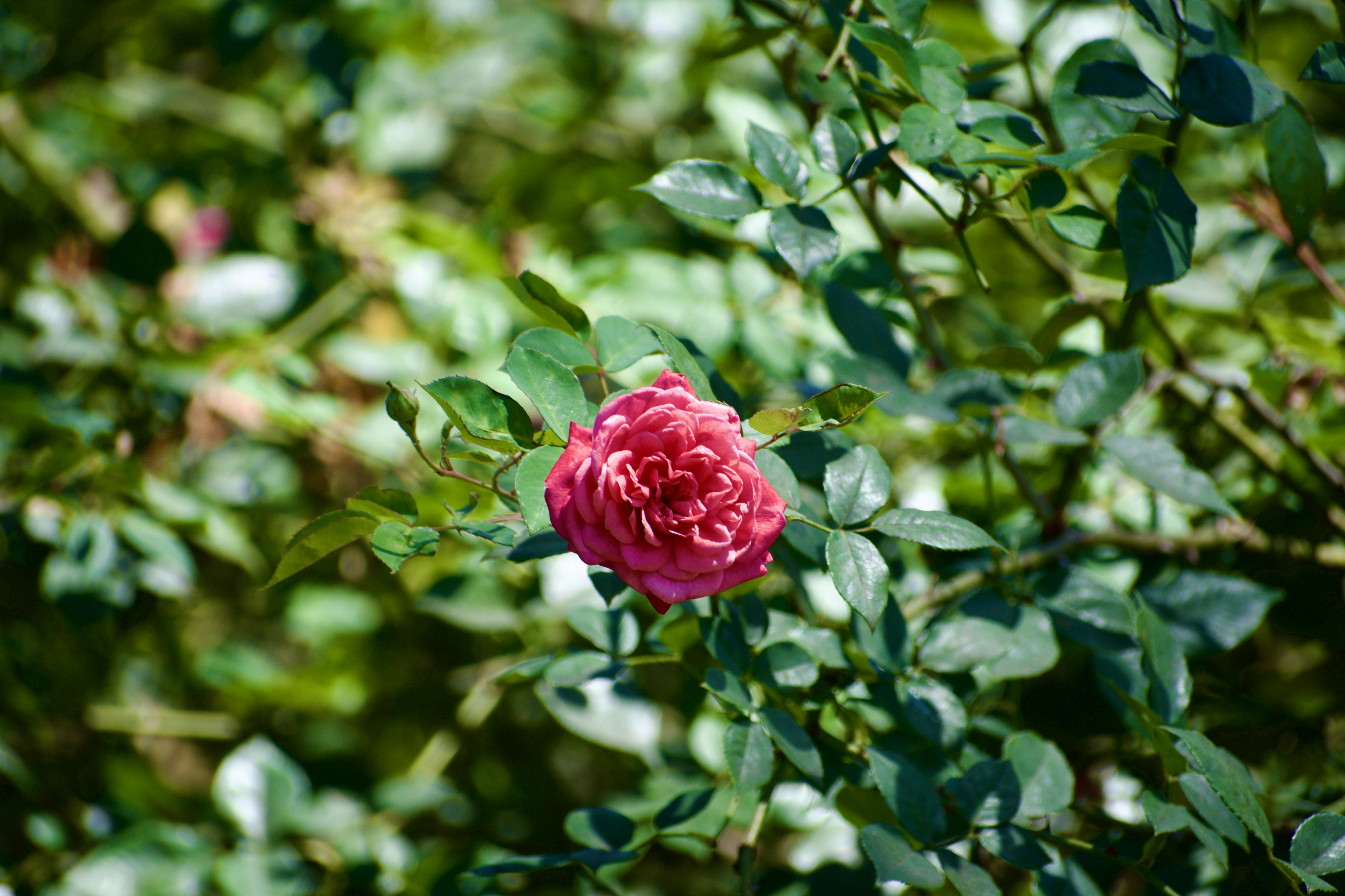 A pink rose blooms amid green foliage.