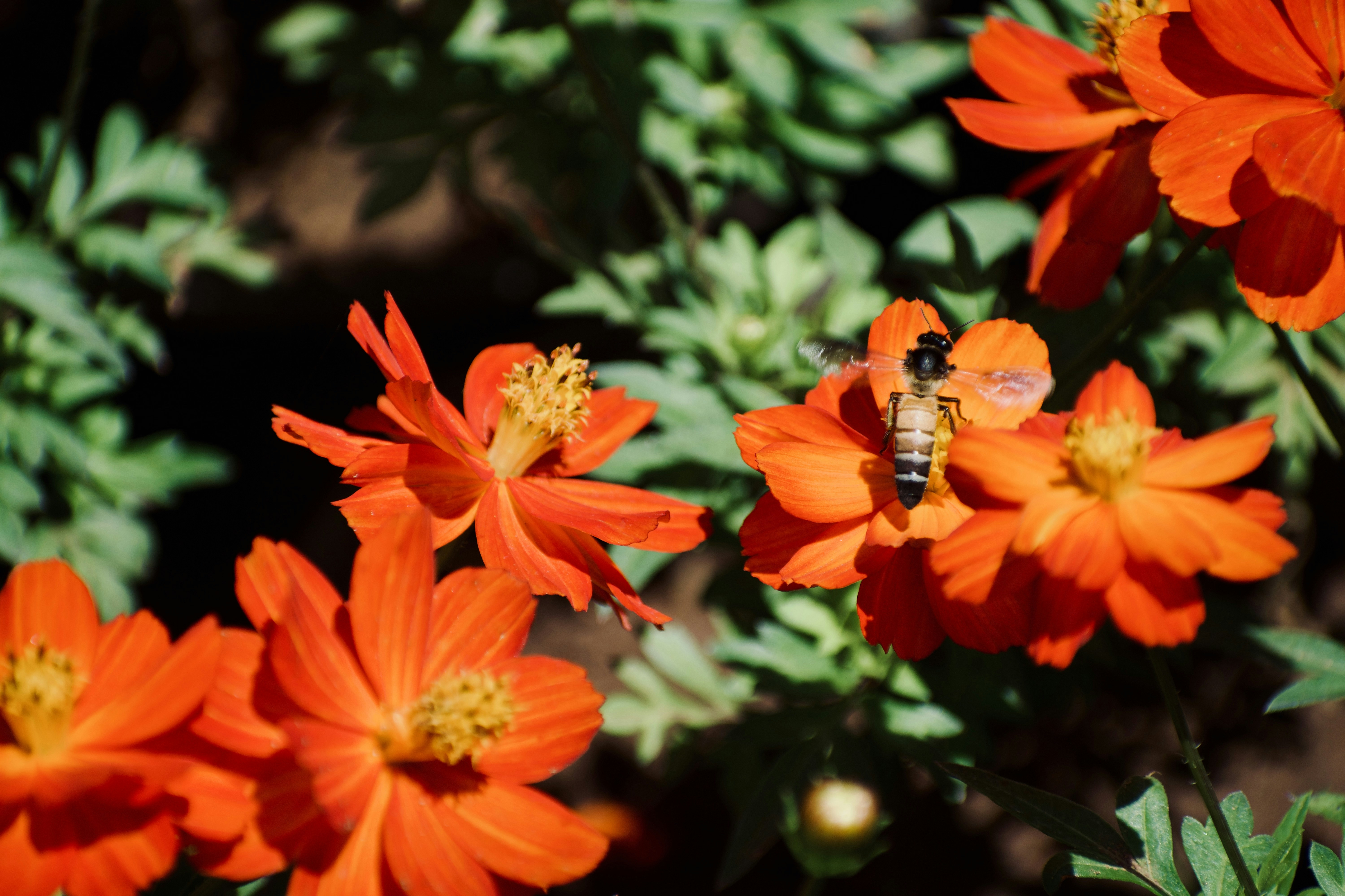 Photo by theushakiran