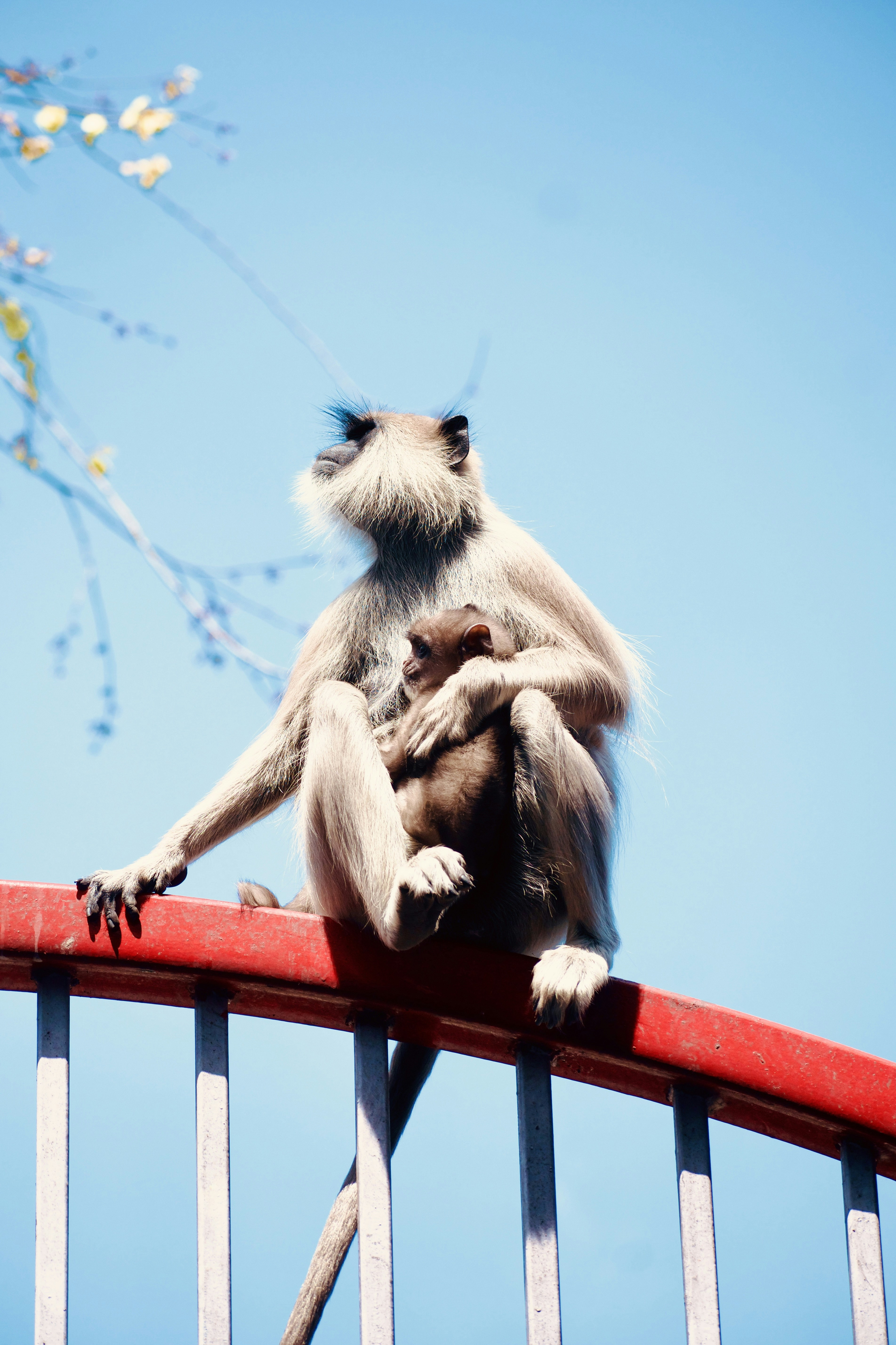 A mother monkey hugs her baby.