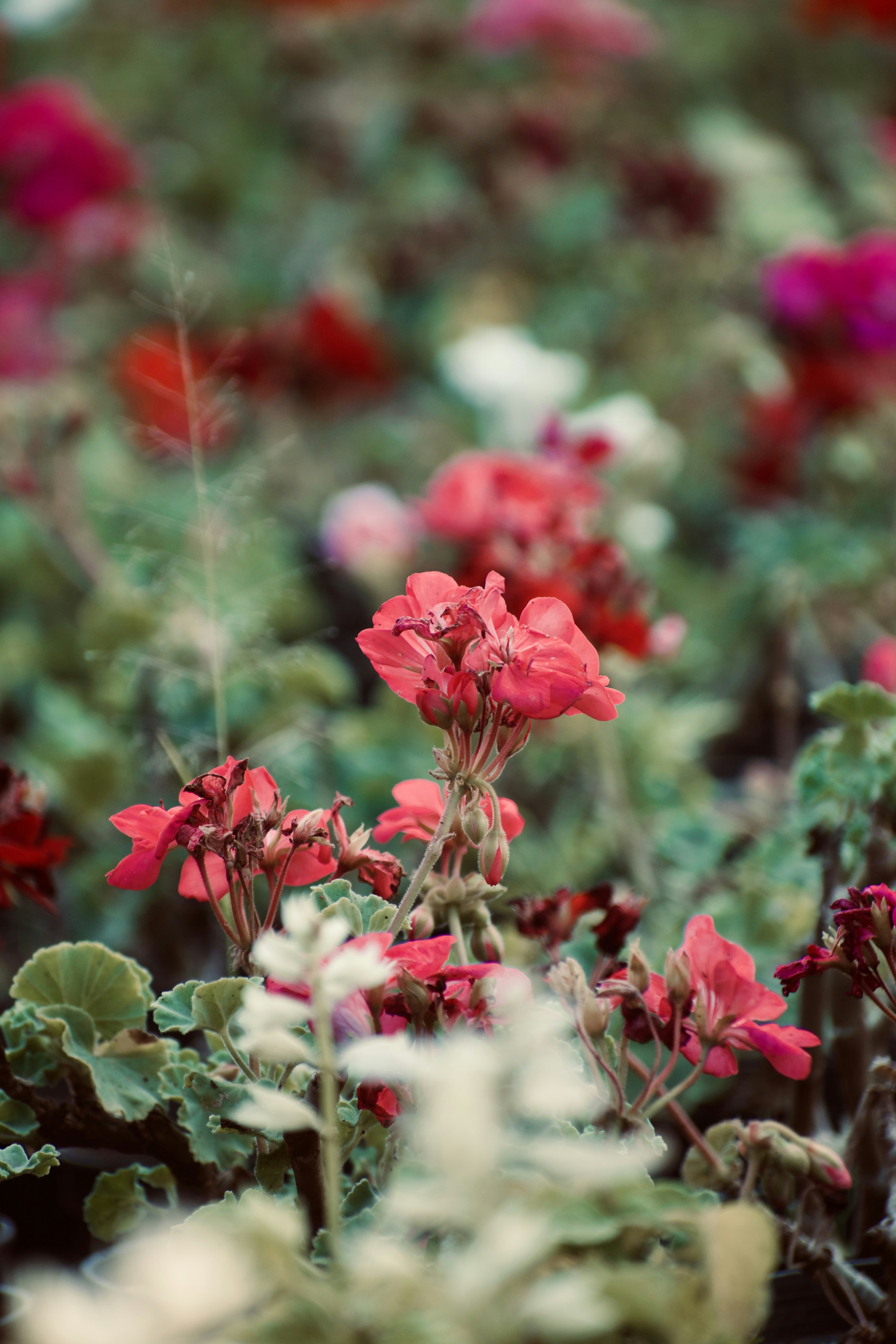 Red flowers bloom among green leaves.
