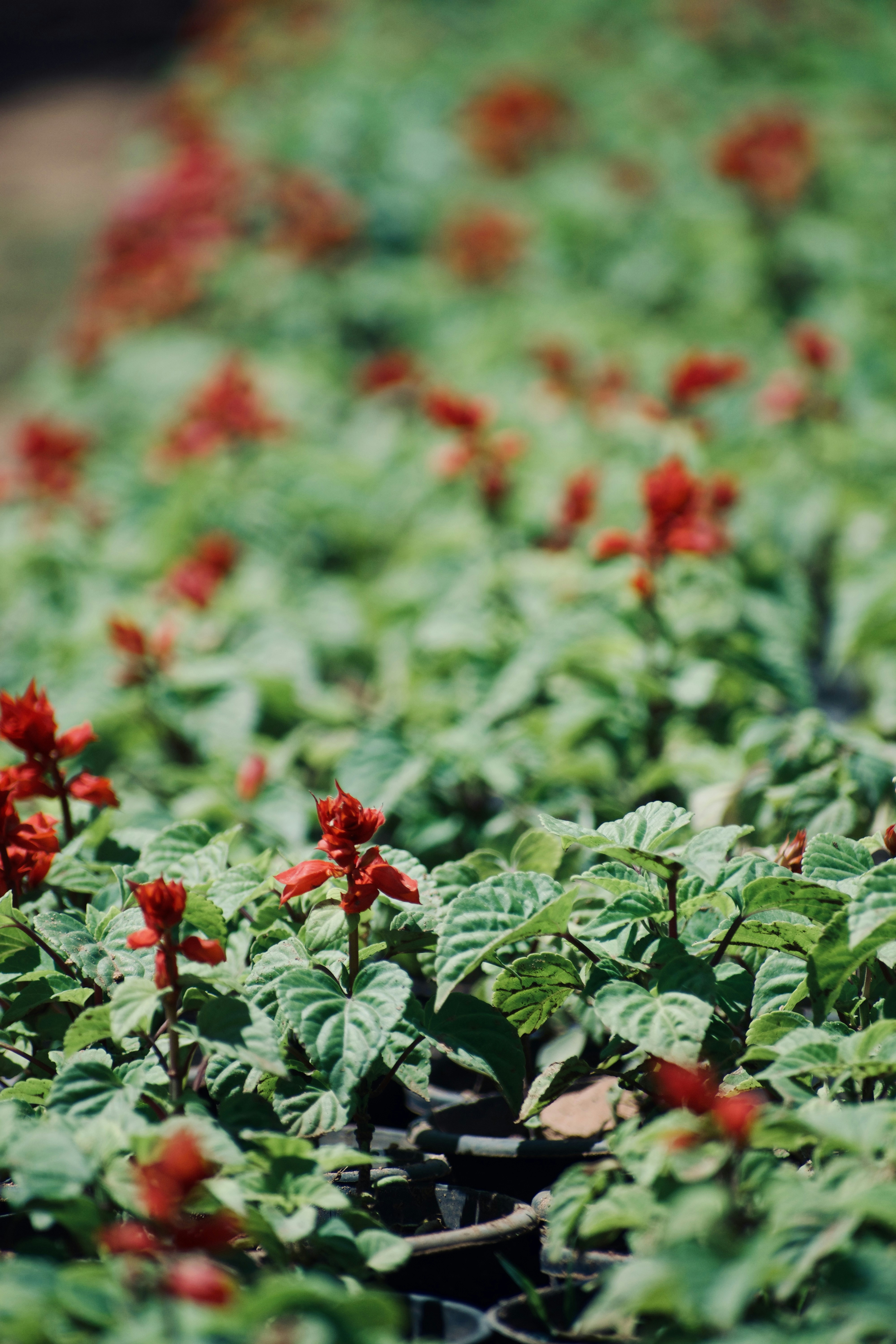 Red flowers bloom in a vibrant green field.