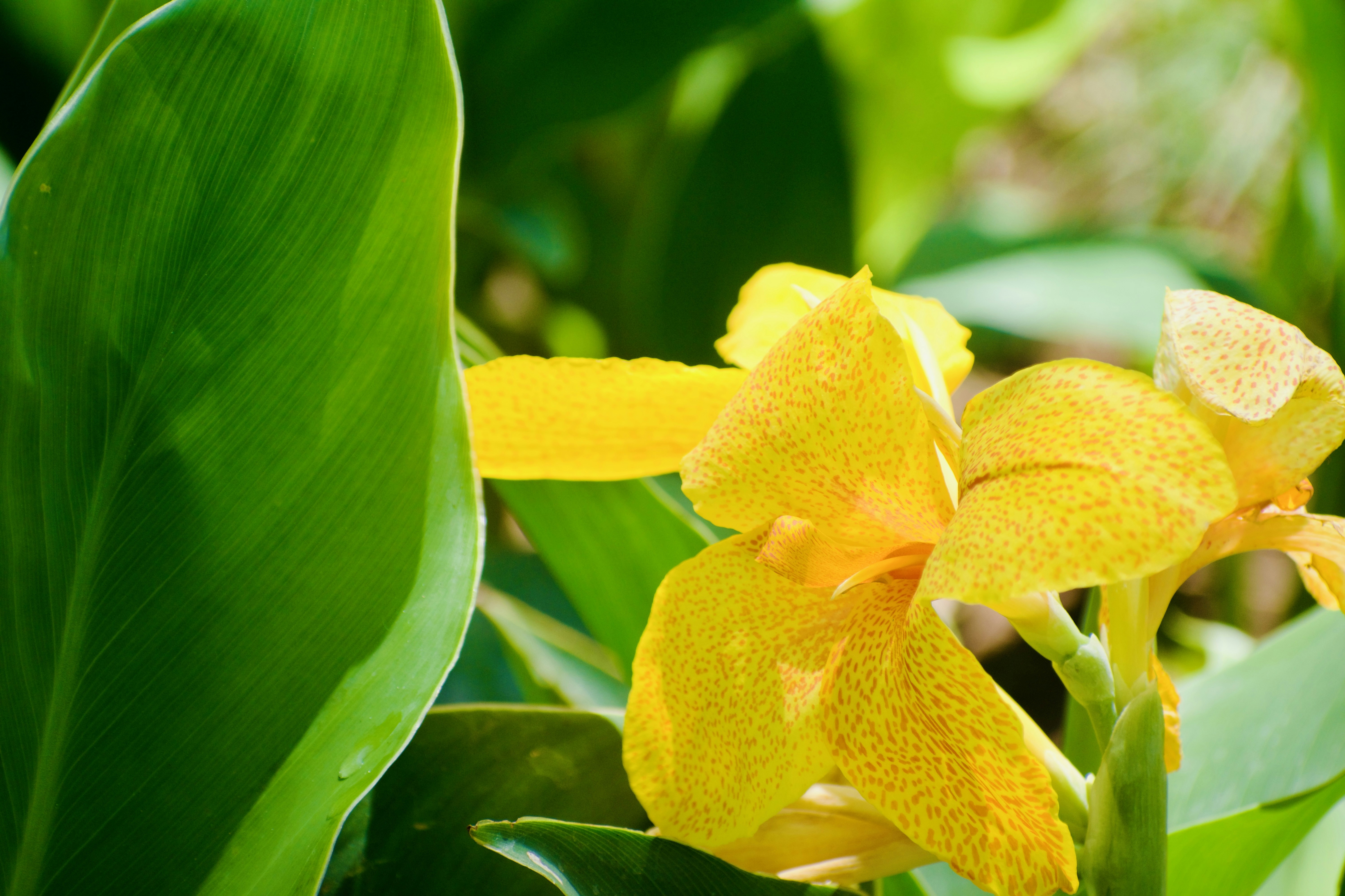 A yellow flower blooms amidst green leaves.