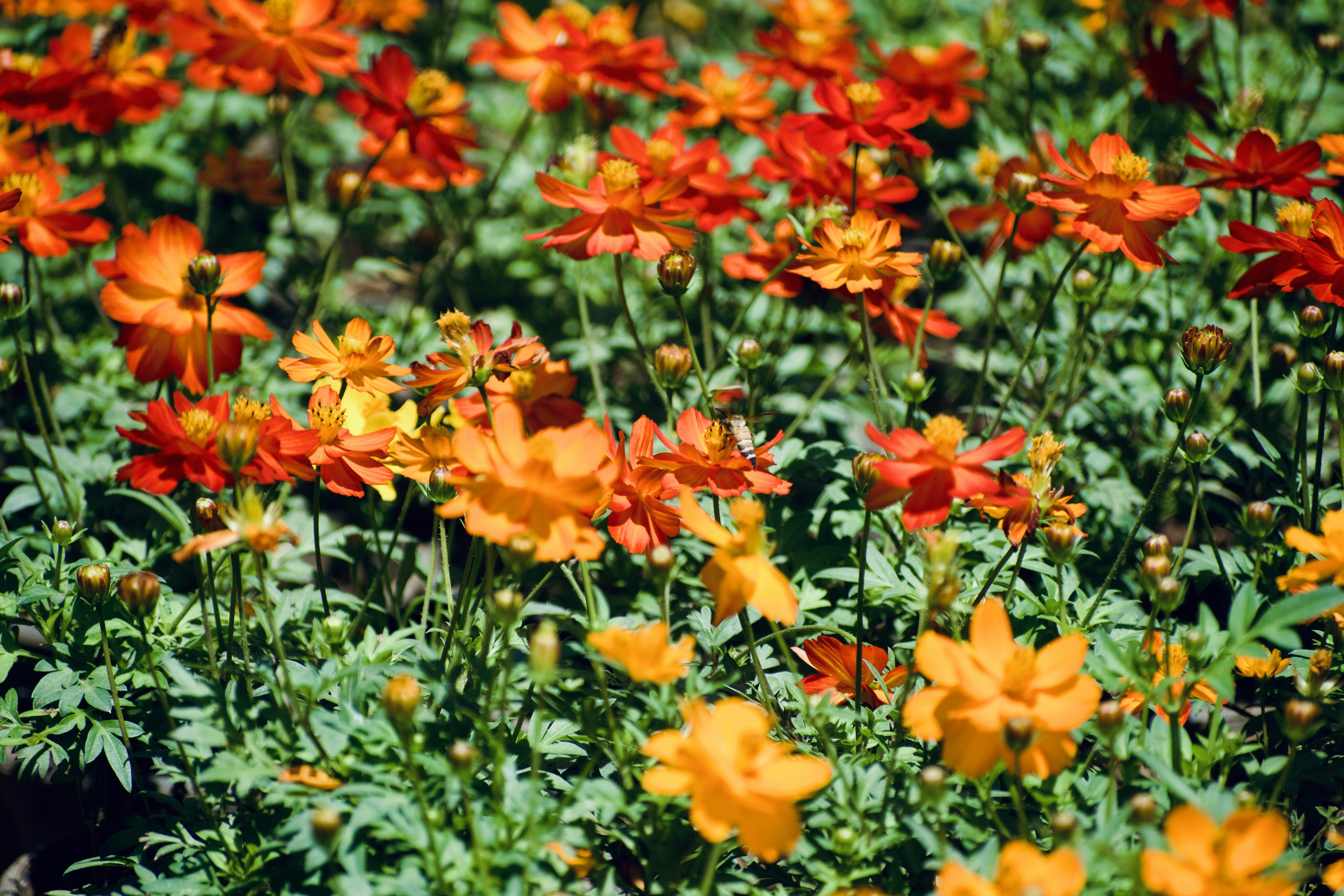 Photo by theushakiran