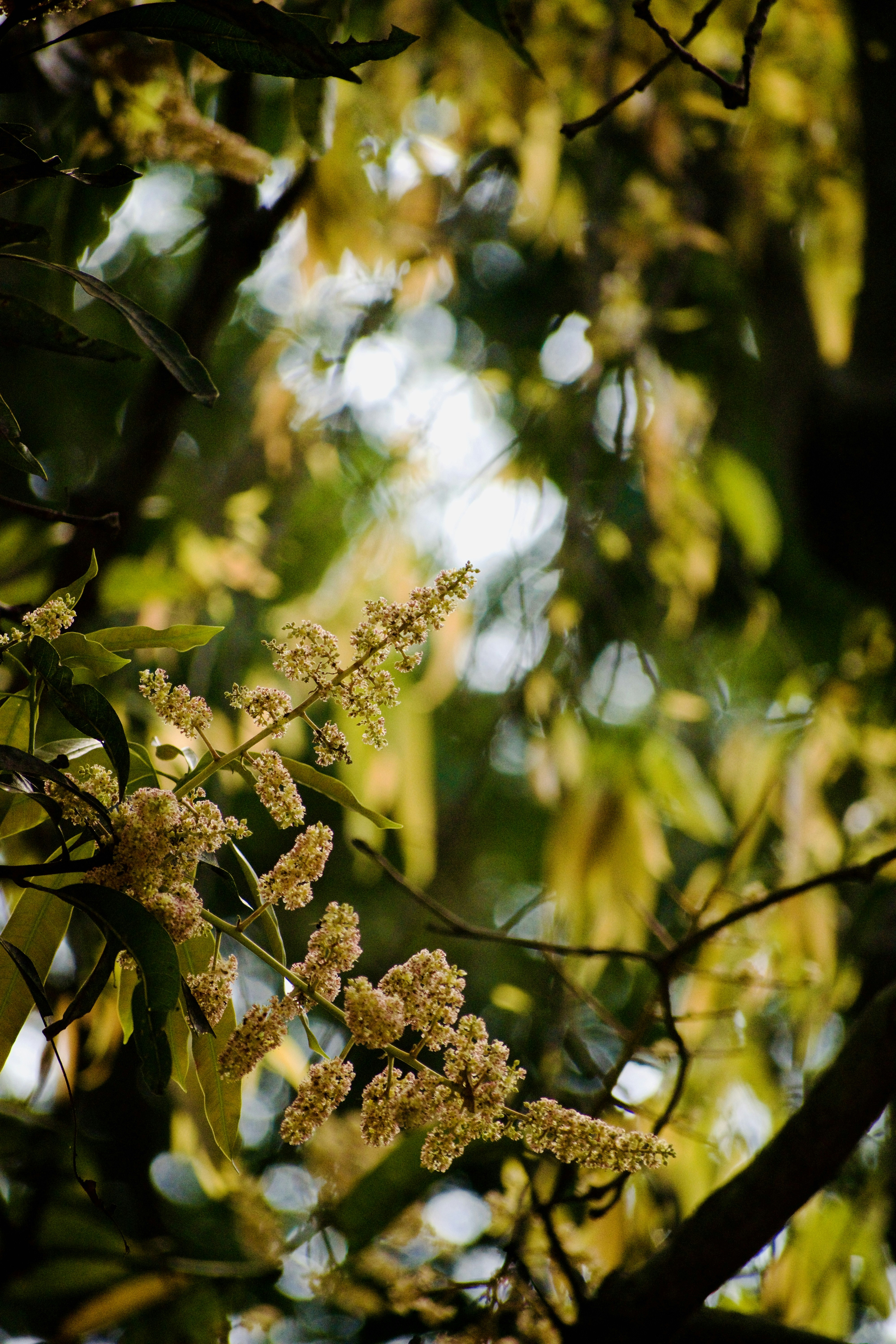Tree blossoms are blooming with a blurry background.